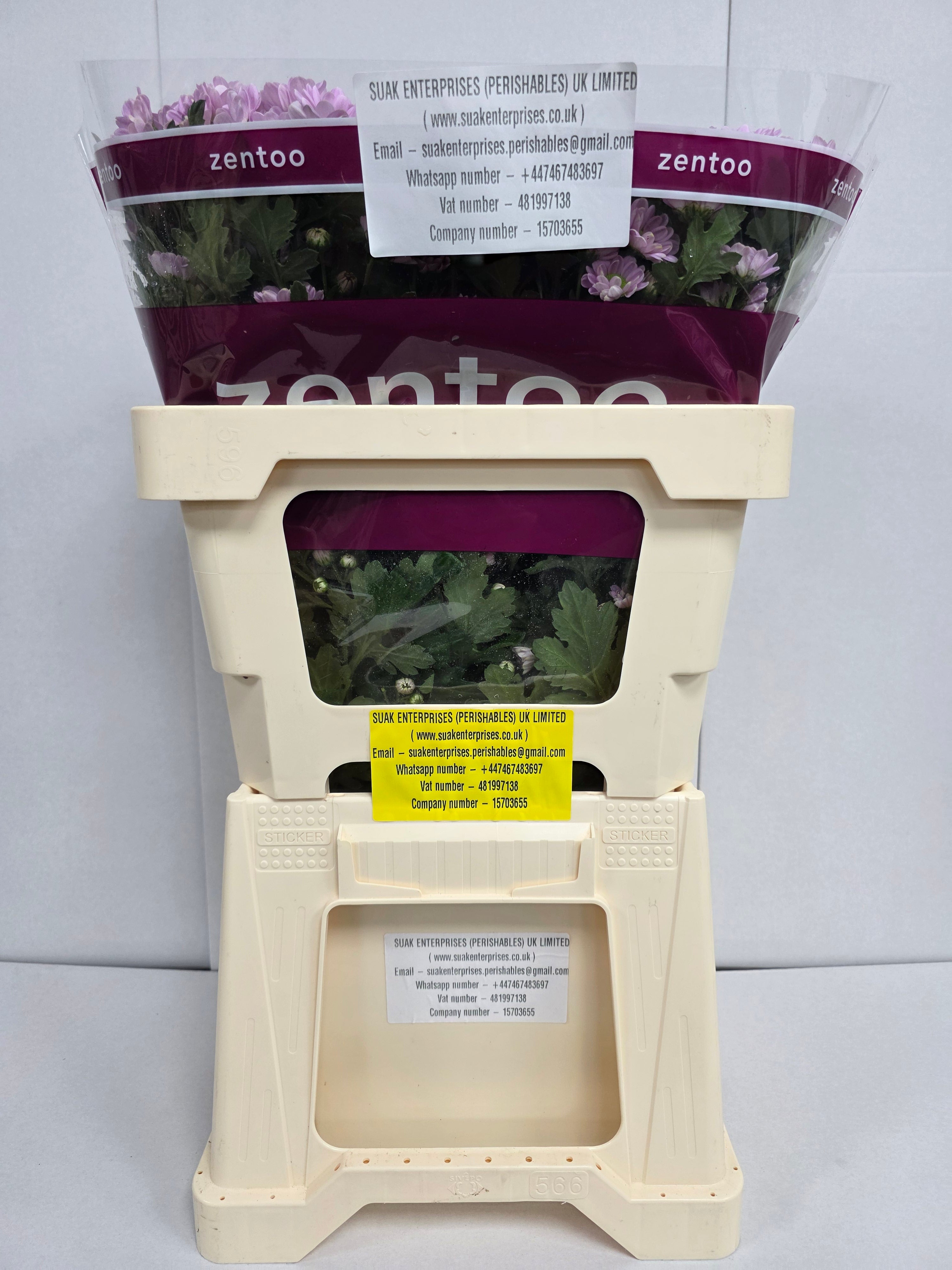 Farm Fresh Santini Rossi Pink A2 (Bunch of 25 stems, Length 55cm)