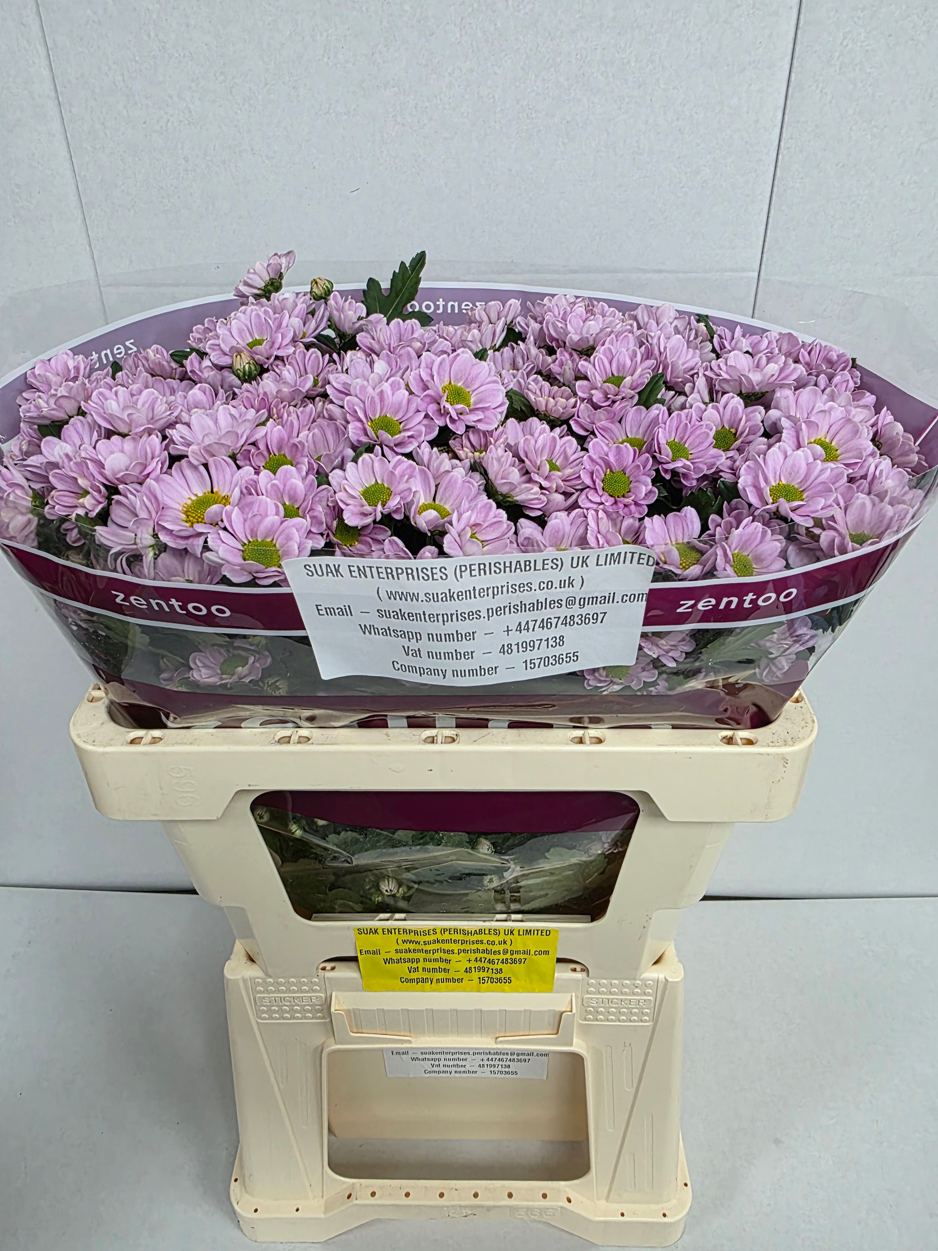 Farm Fresh Santini Rossi Pink A2 (Bunch of 25 stems, Length 55cm)