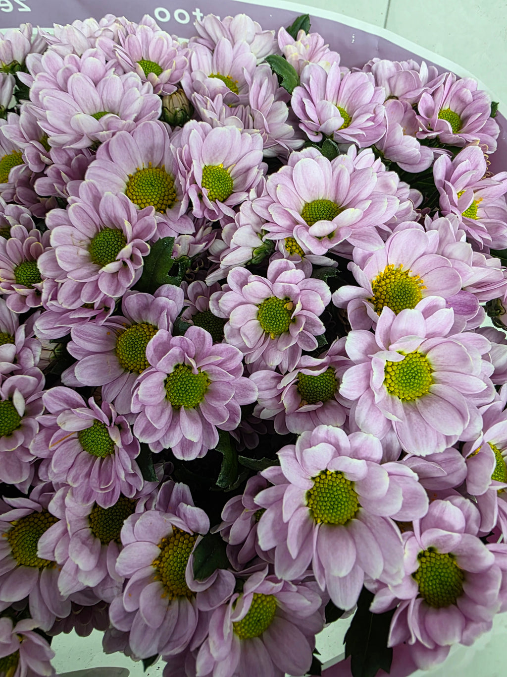 Farm Fresh Santini Rossi Pink A2 (Bunch of 25 stems, Length 55cm)