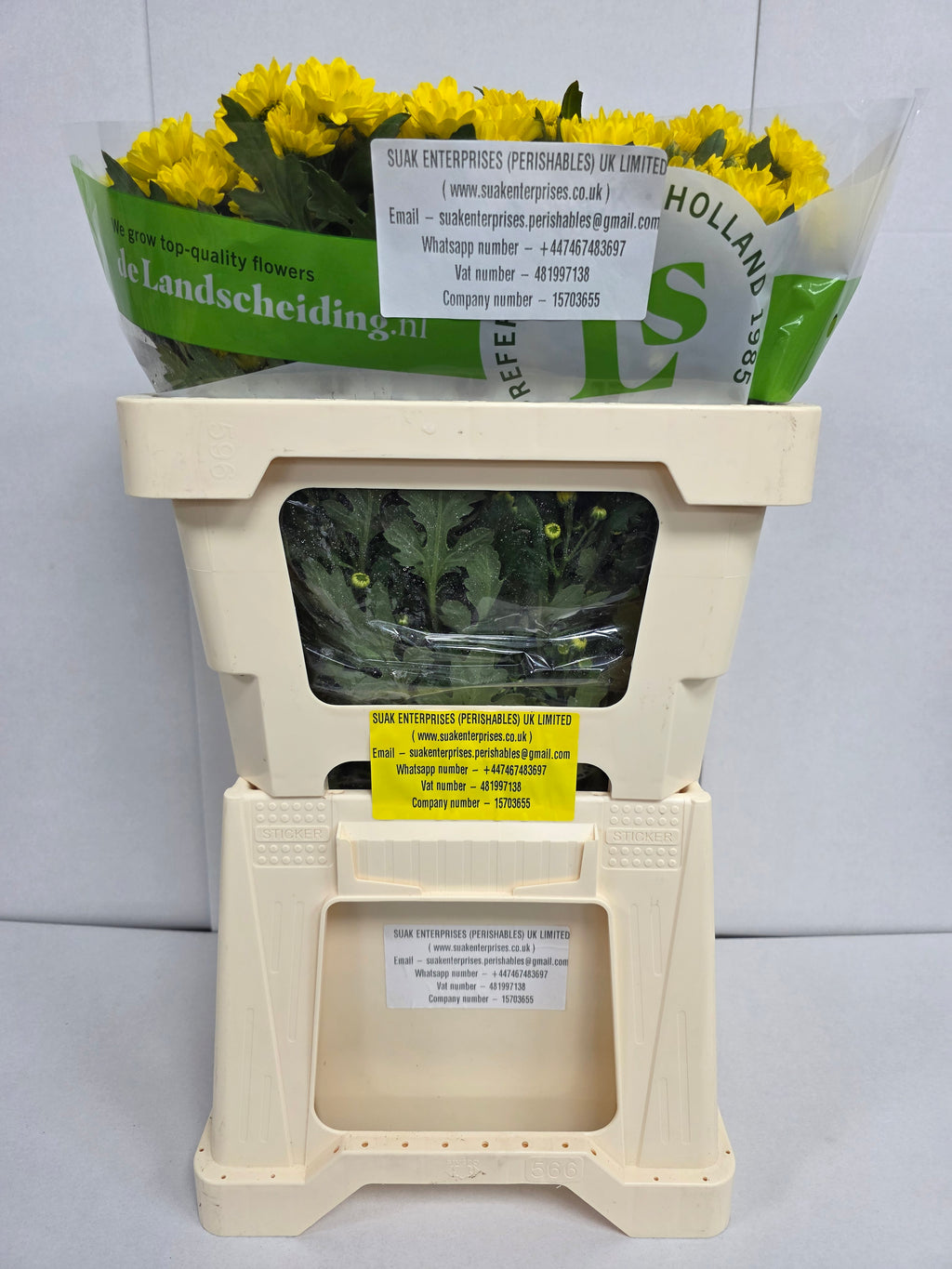 Farm Fresh Santini Rossi Sunny (Bunch of 25 stems, Length 55cm)