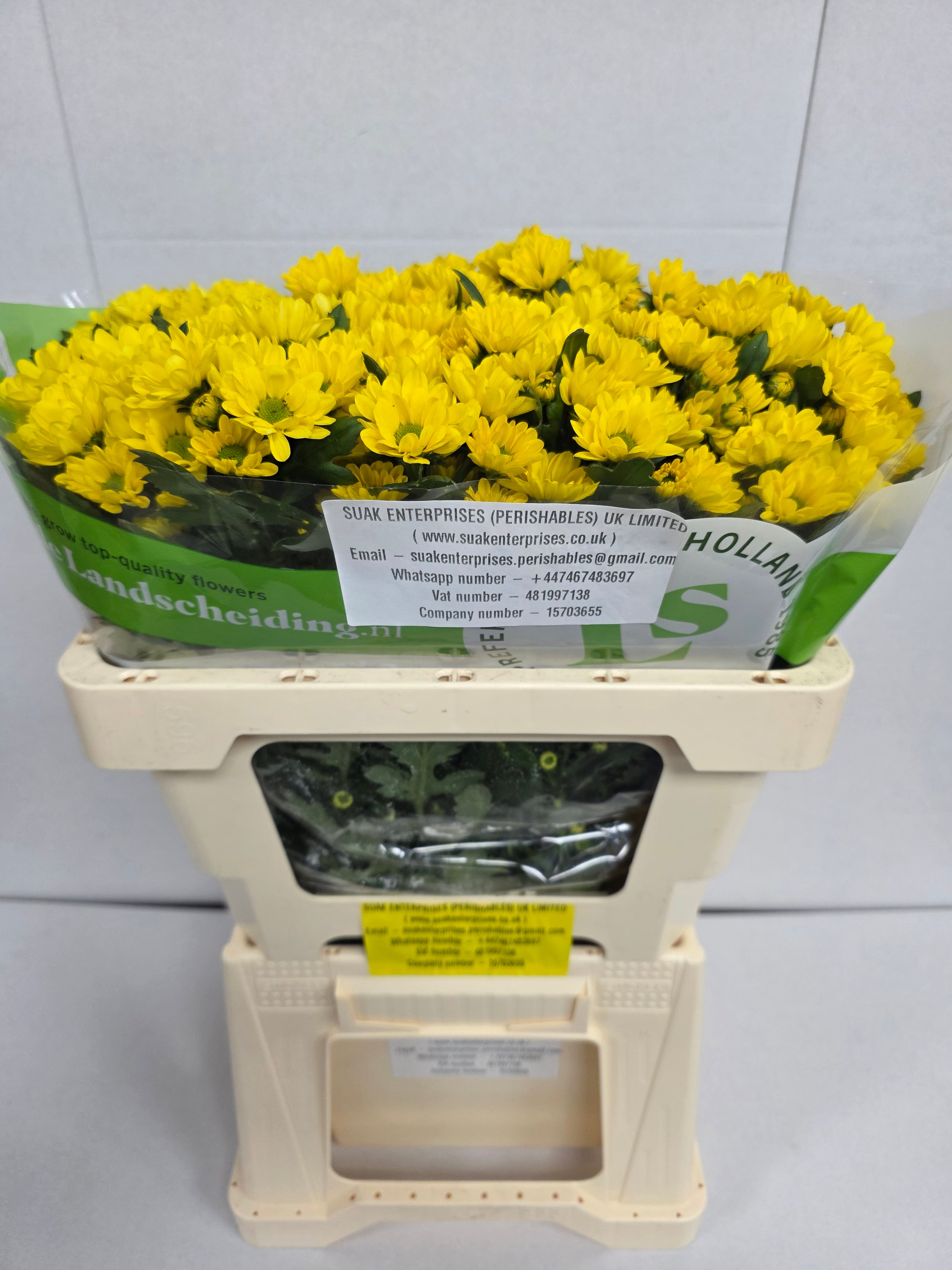 Farm Fresh Santini Rossi Sunny (Bunch of 25 stems, Length 55cm)