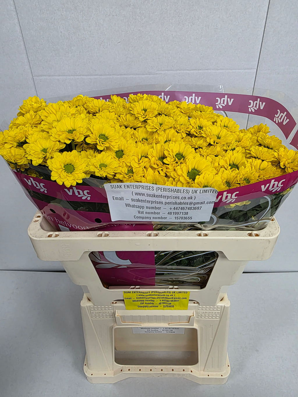 Farm Fresh Santini Skippy (Bunch of 25 stems, Length 55cm)