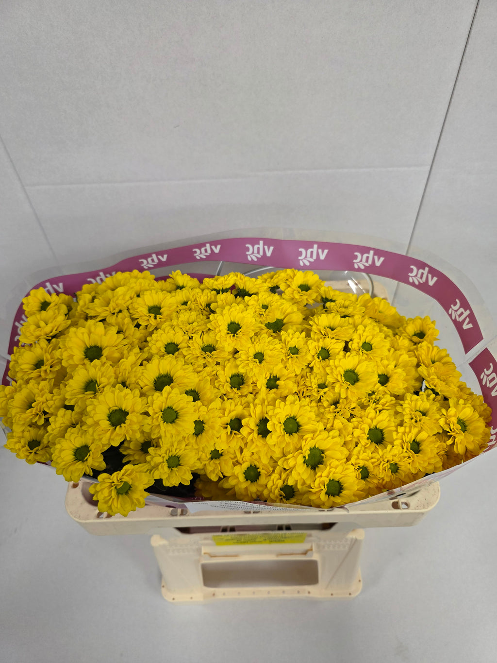 Farm Fresh Santini Skippy (Bunch of 25 stems, Length 55cm)