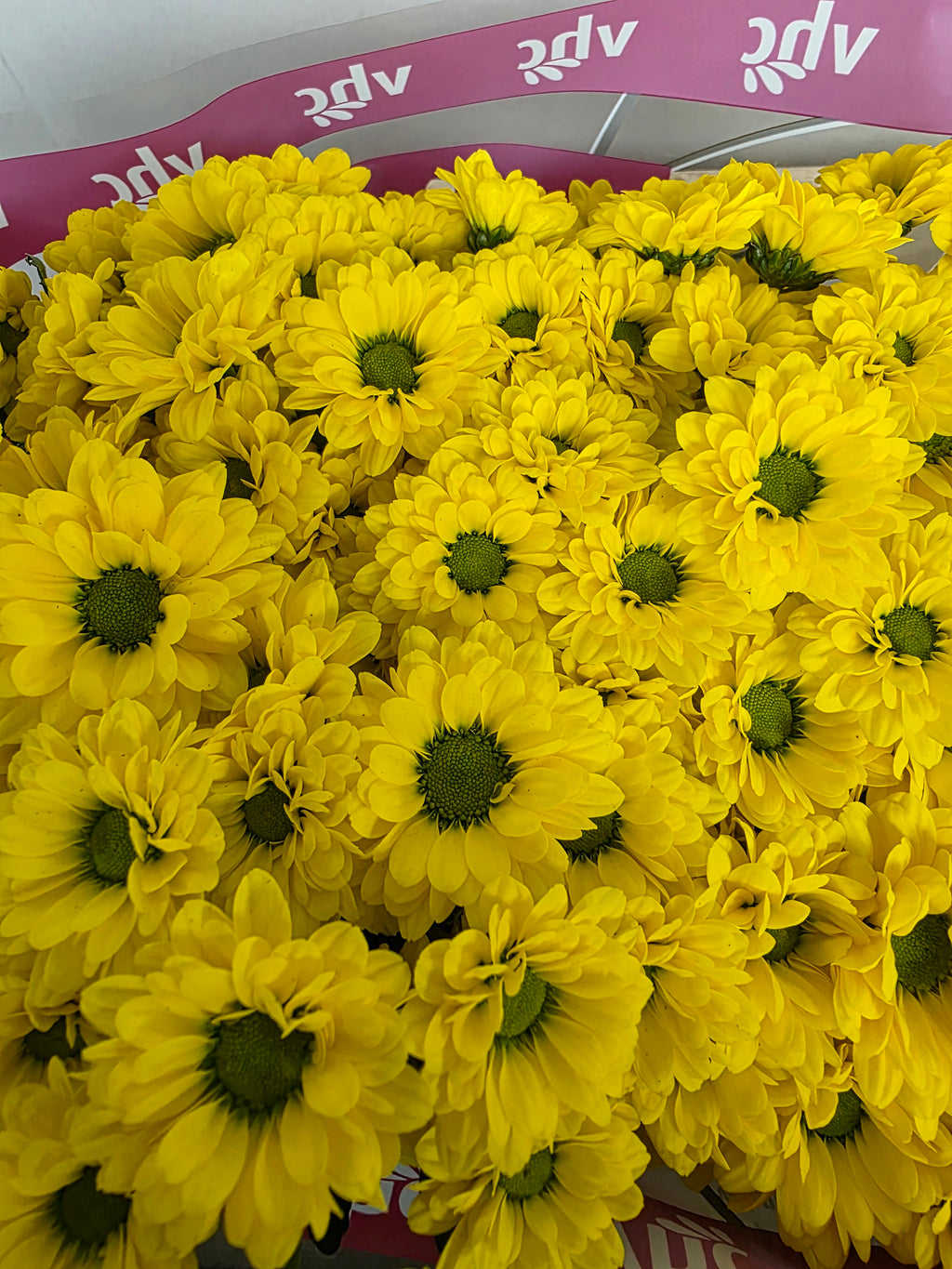 Farm Fresh Santini Skippy (Bunch of 25 stems, Length 55cm)