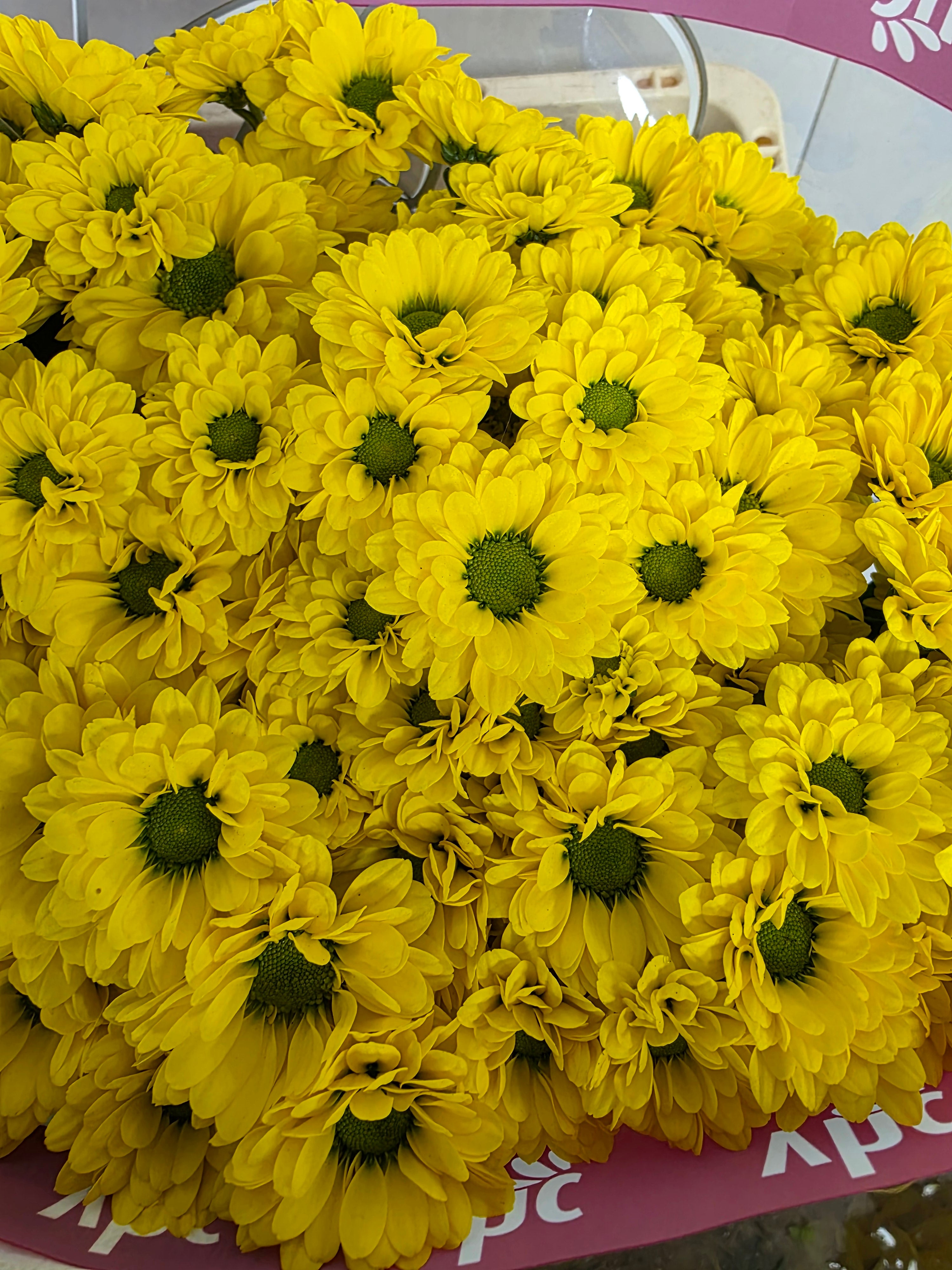 Farm Fresh Santini Skippy (Bunch of 25 stems, Length 55cm)