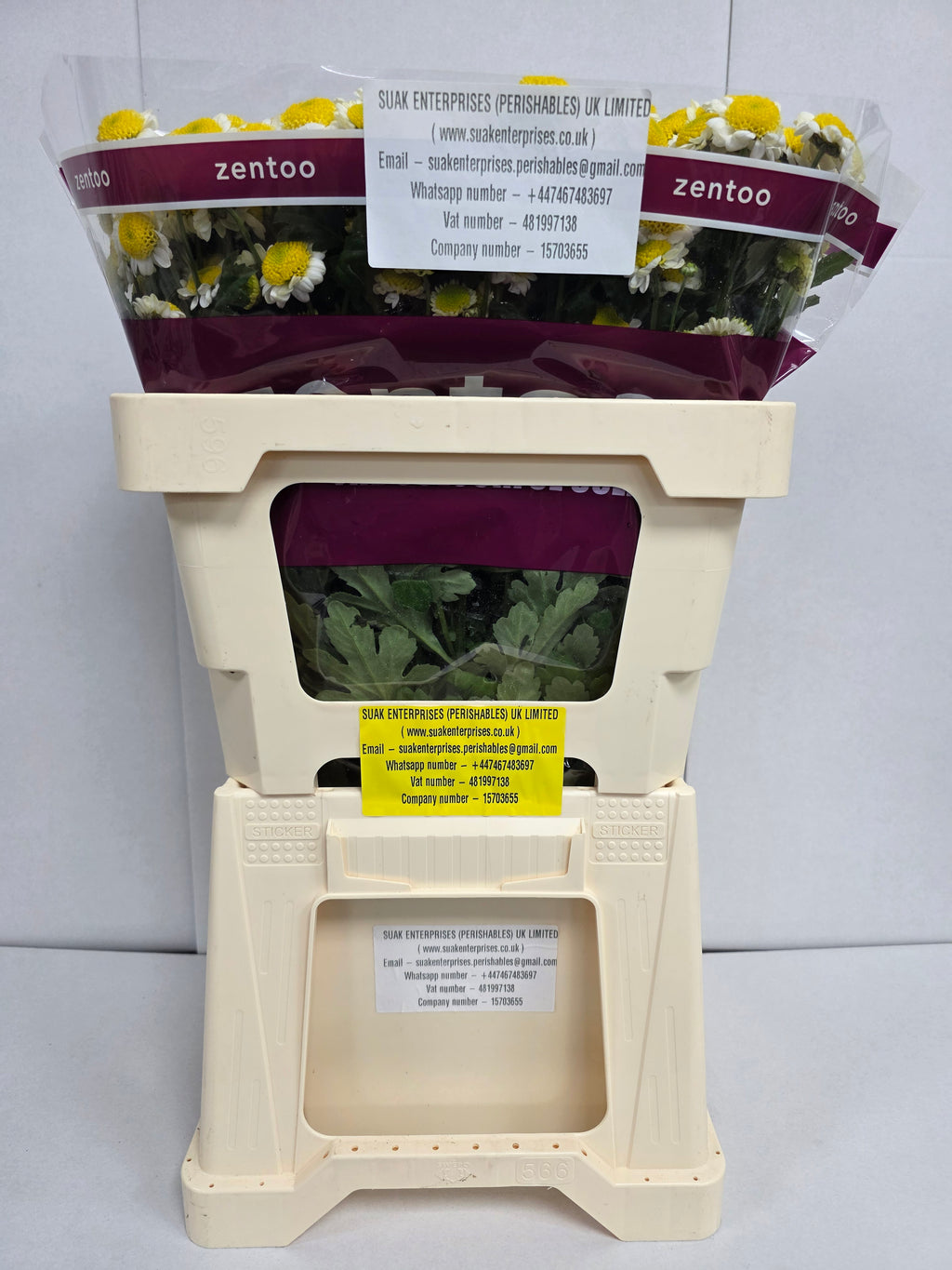 Farm Fresh Santini Sun Up (Bunch of 25 stems, Length 55cm)