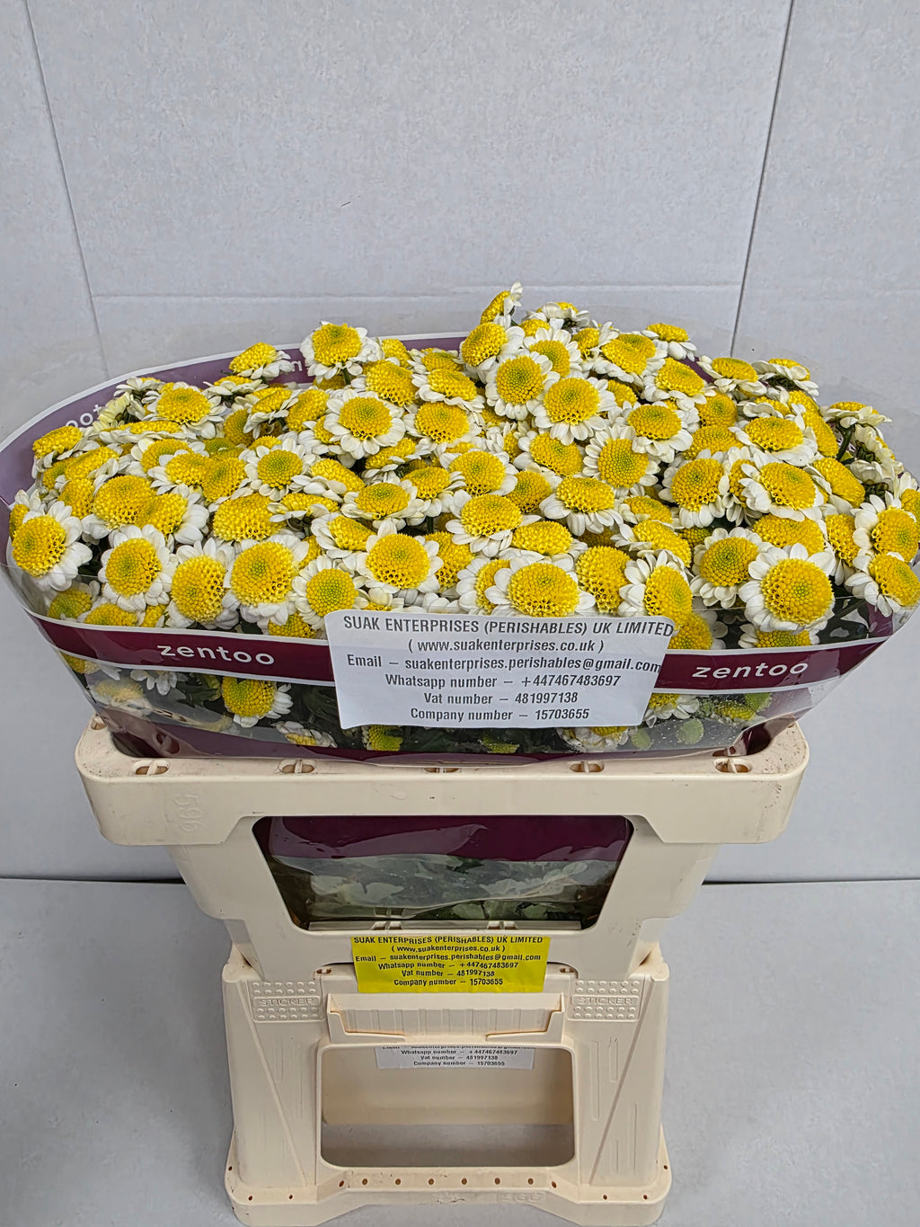 Farm Fresh Santini Sun Up (Bunch of 25 stems, Length 55cm)