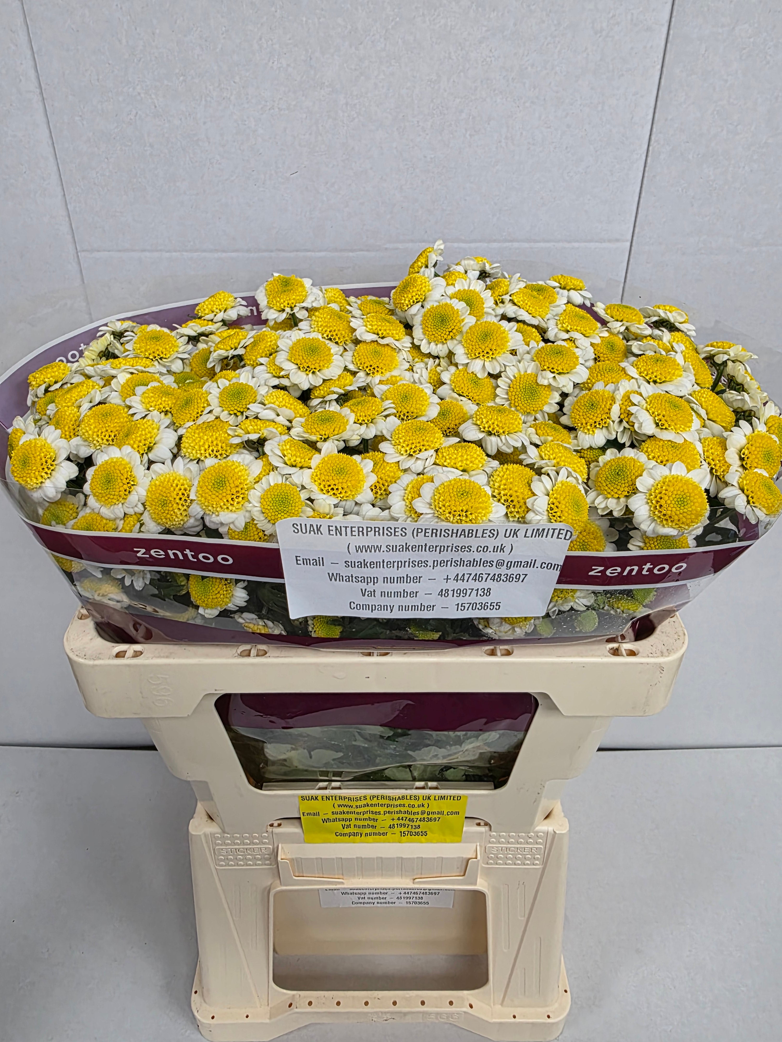 Farm Fresh Santini Sun Up (Bunch of 25 stems, Length 55cm)