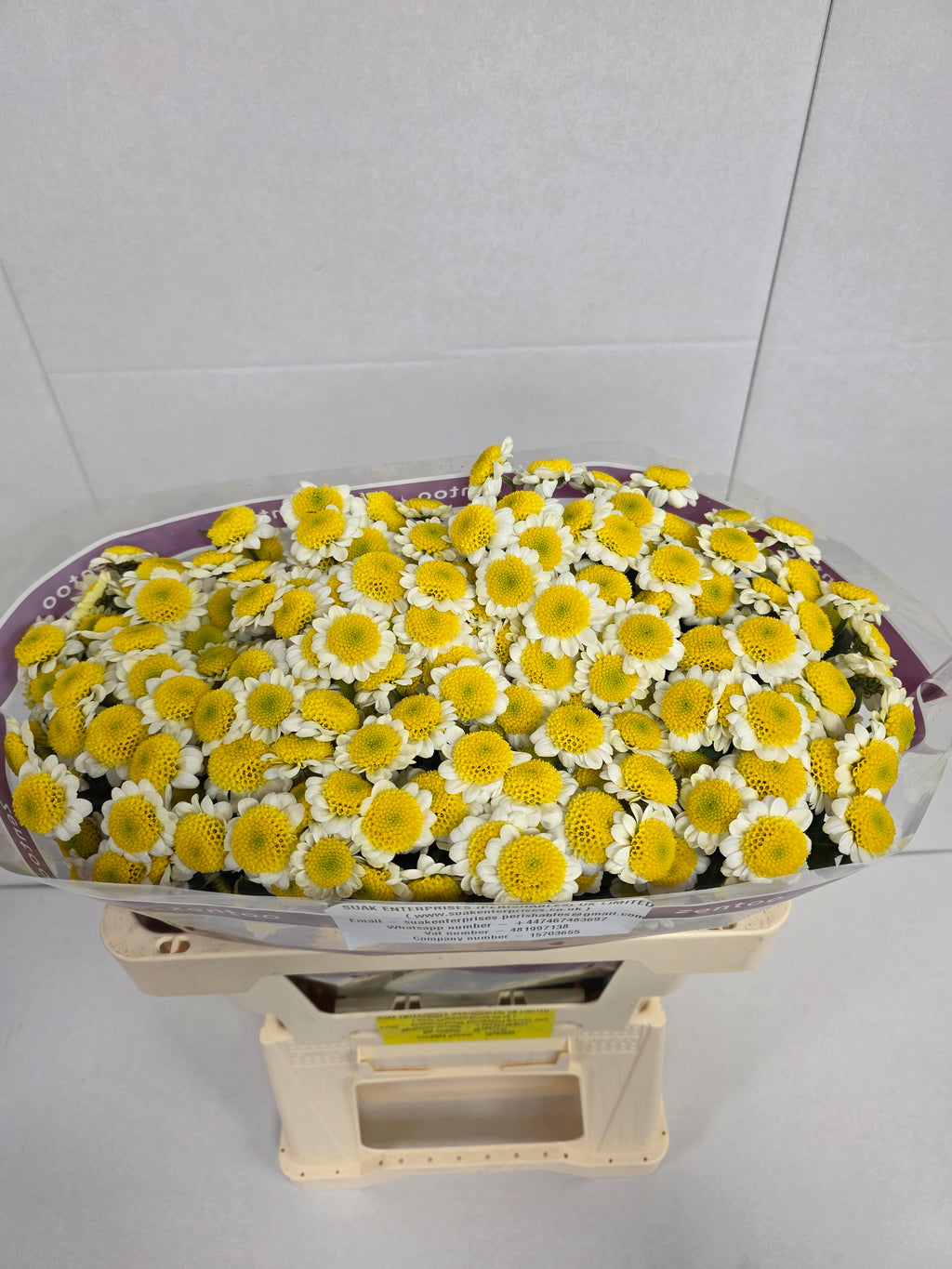Farm Fresh Santini Sun Up (Bunch of 25 stems, Length 55cm)