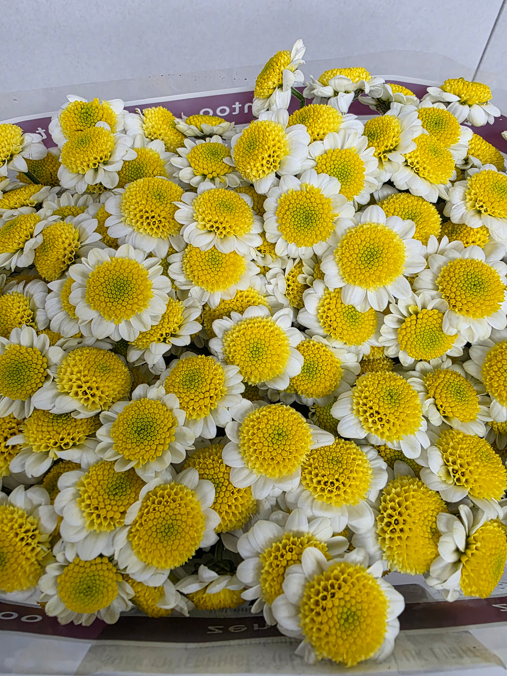 Farm Fresh Santini Sun Up (Bunch of 25 stems, Length 55cm)