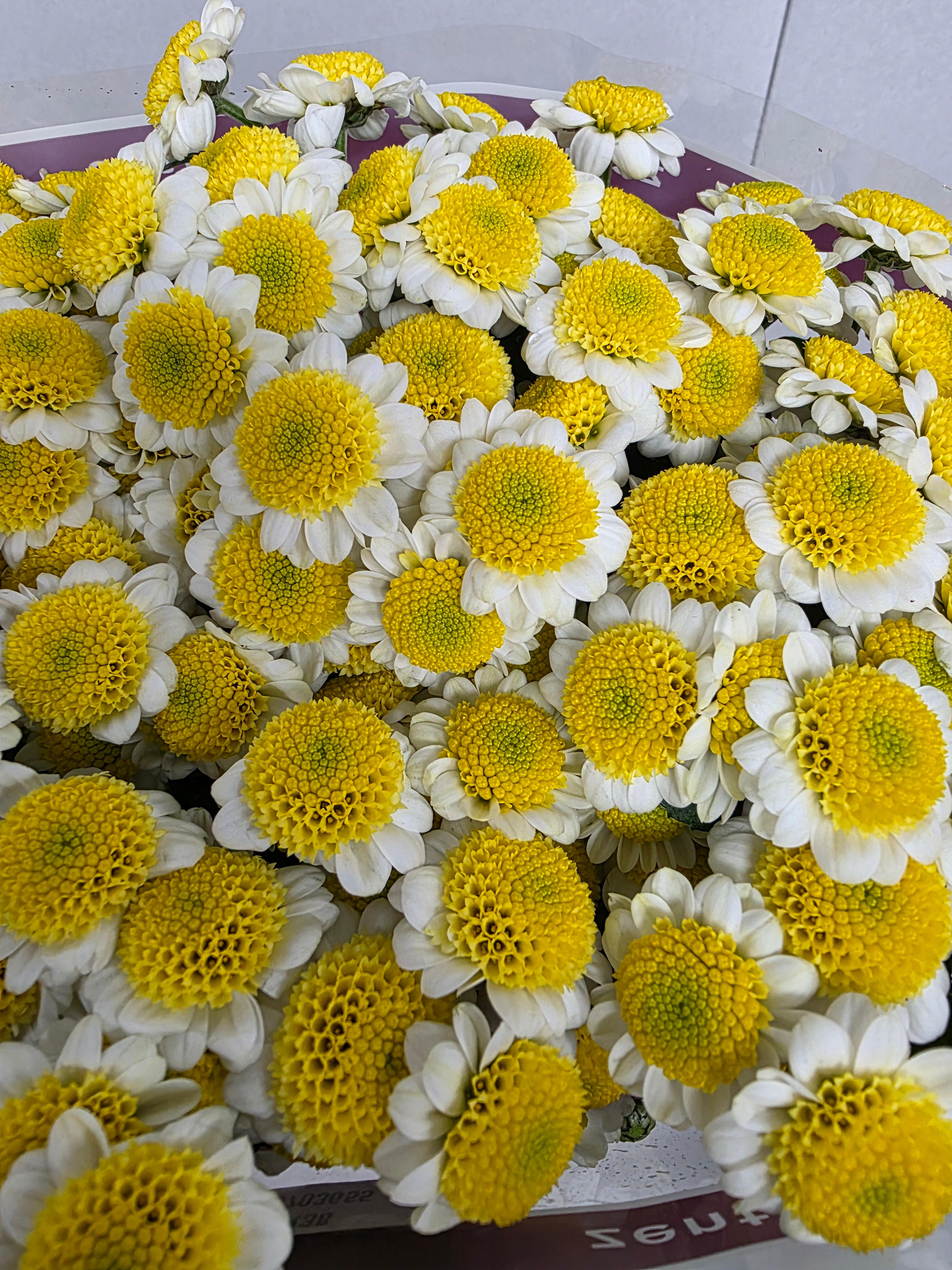 Farm Fresh Santini Sun Up (Bunch of 25 stems, Length 55cm)