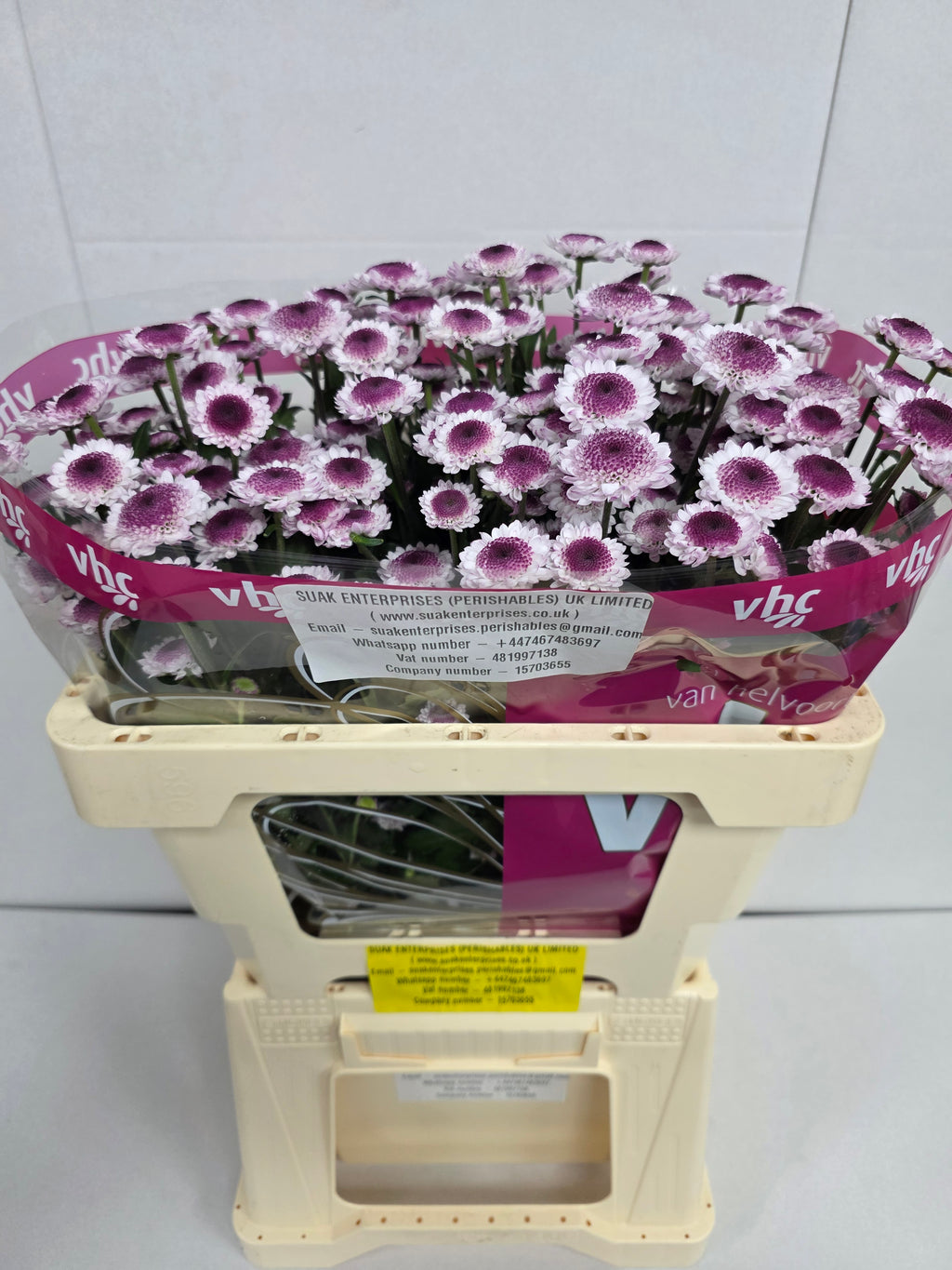 Farm Fresh Santini Sweetheart (Bunch of 25 stems, Length 55cm)