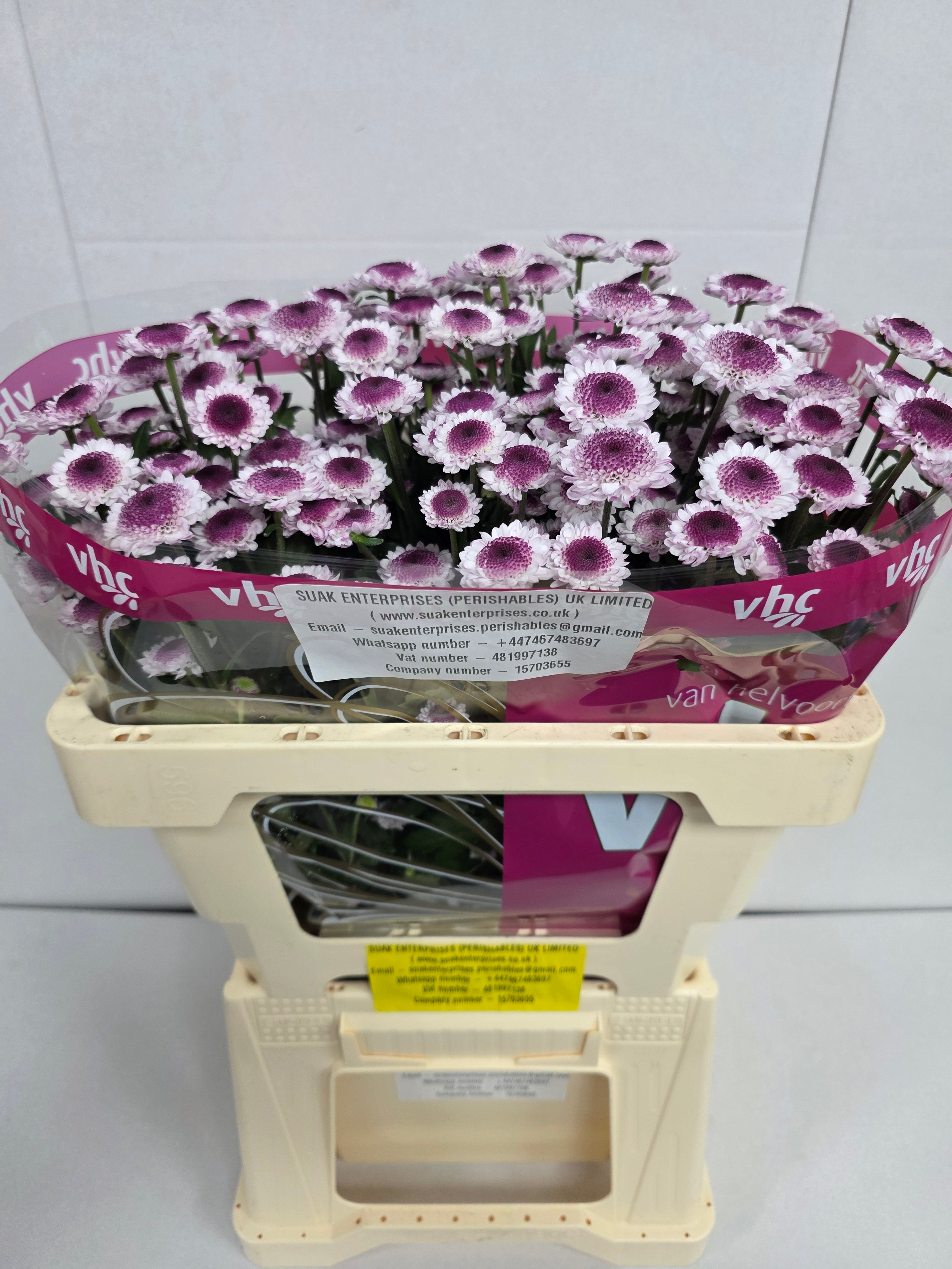 Farm Fresh Santini Sweetheart (Bunch of 25 stems, Length 55cm)