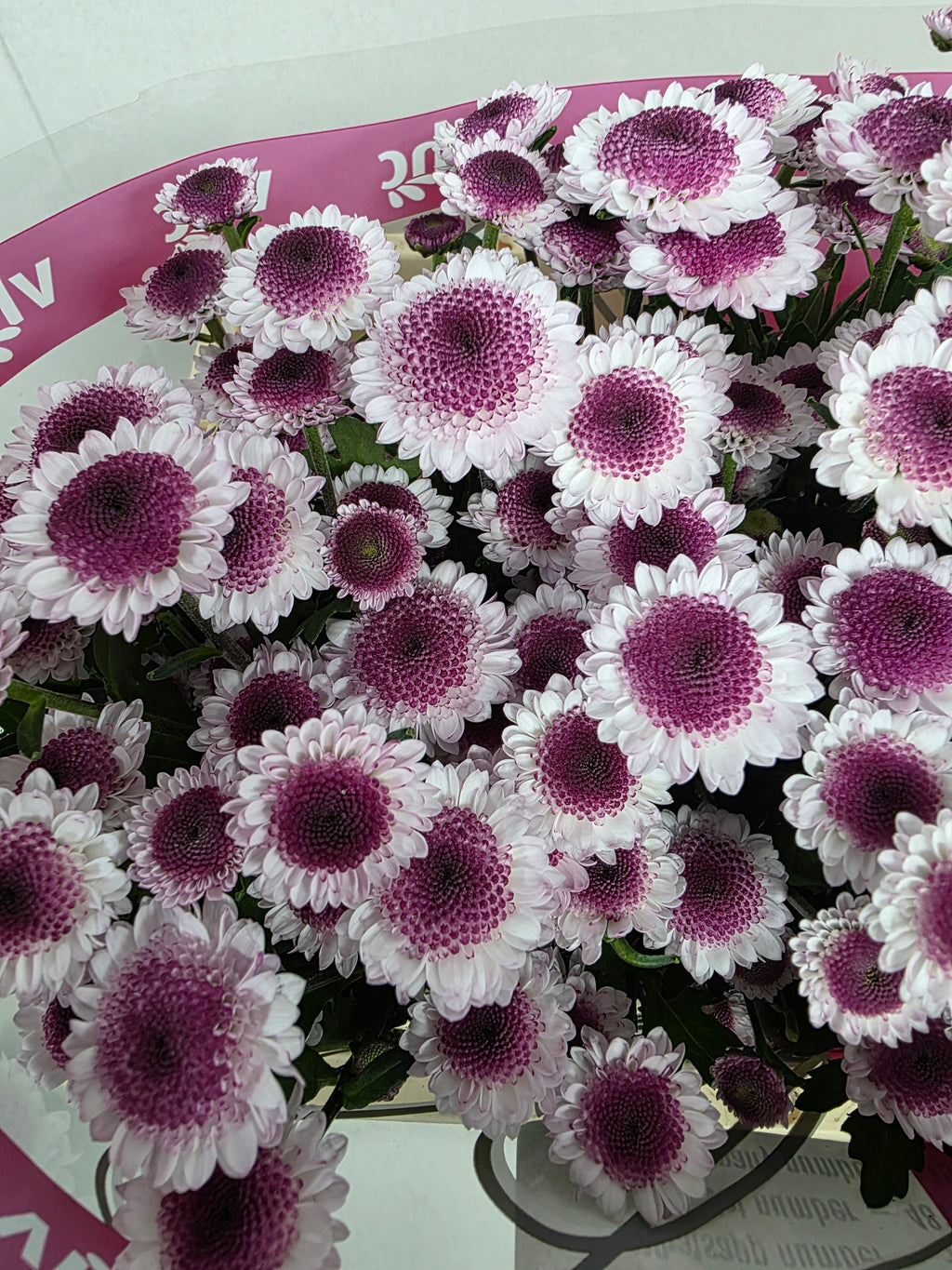 Farm Fresh Santini Sweetheart (Bunch of 25 stems, Length 55cm)