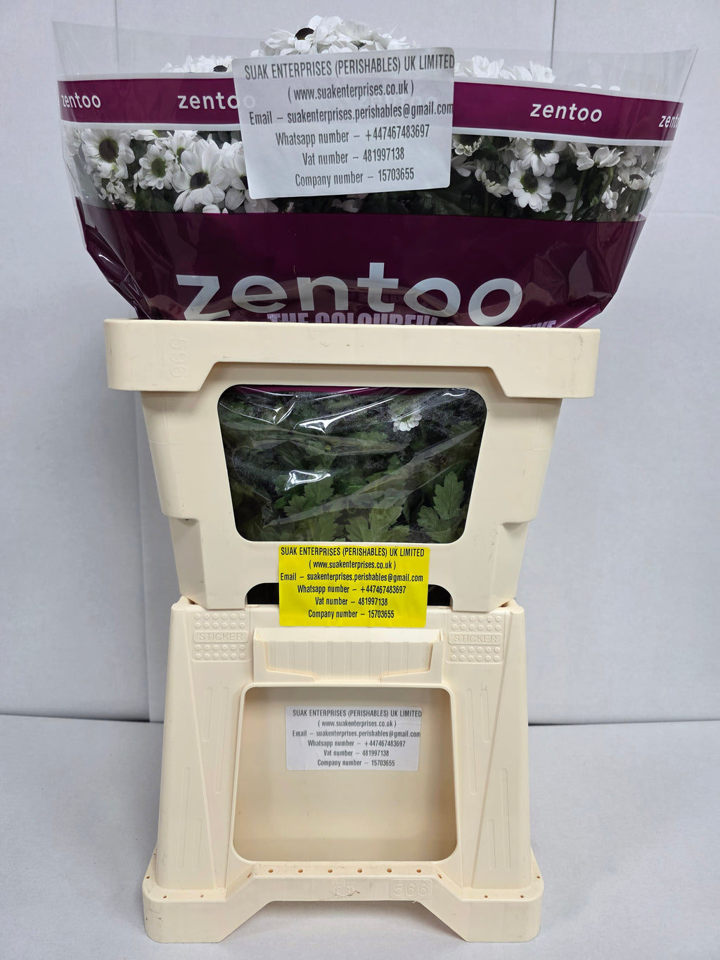 Santani Yin Yang(Bunch of 25 stems, Length 50-60cm)