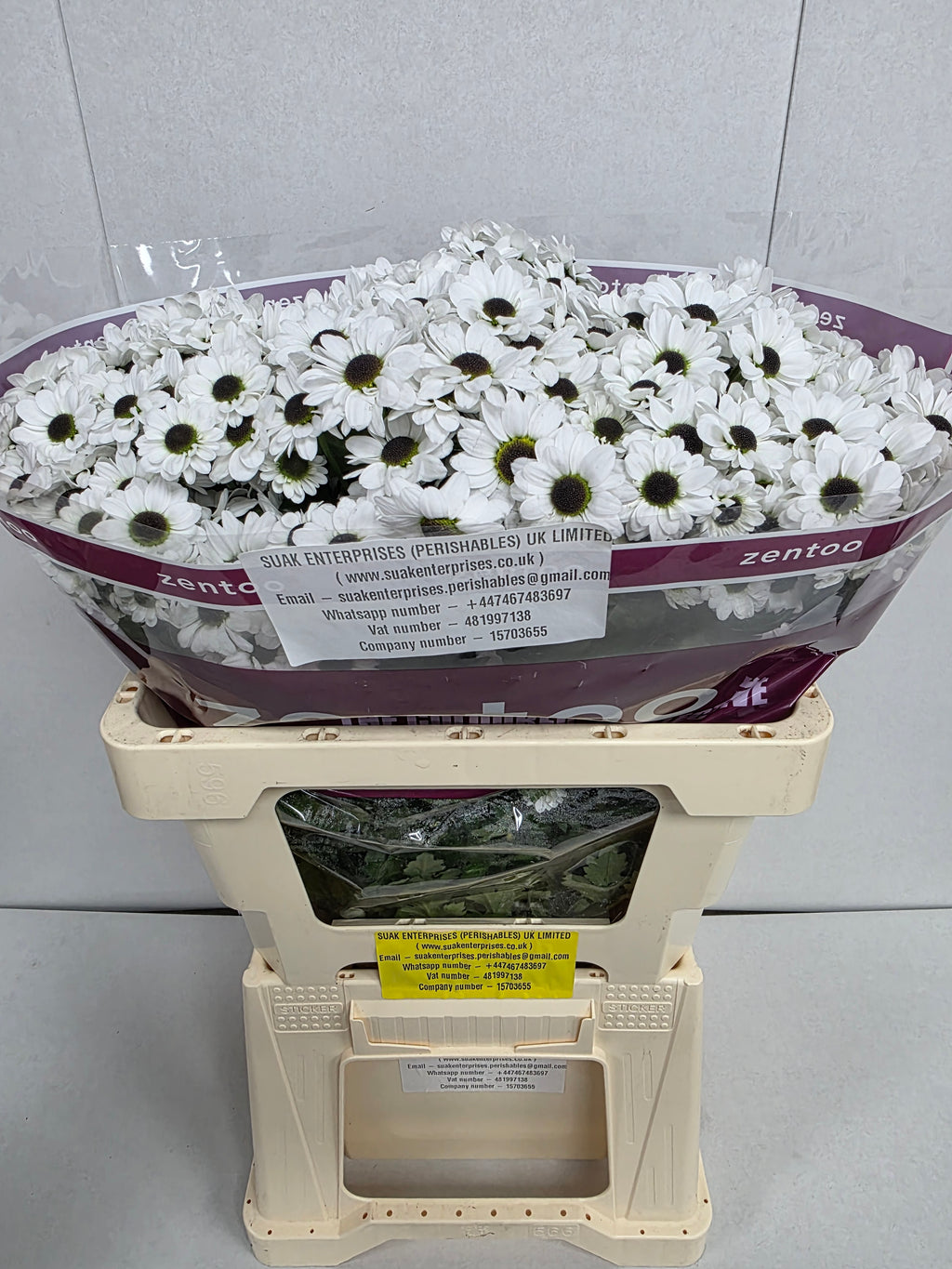 Santani Yin Yang(Bunch of 25 stems, Length 50-60cm)