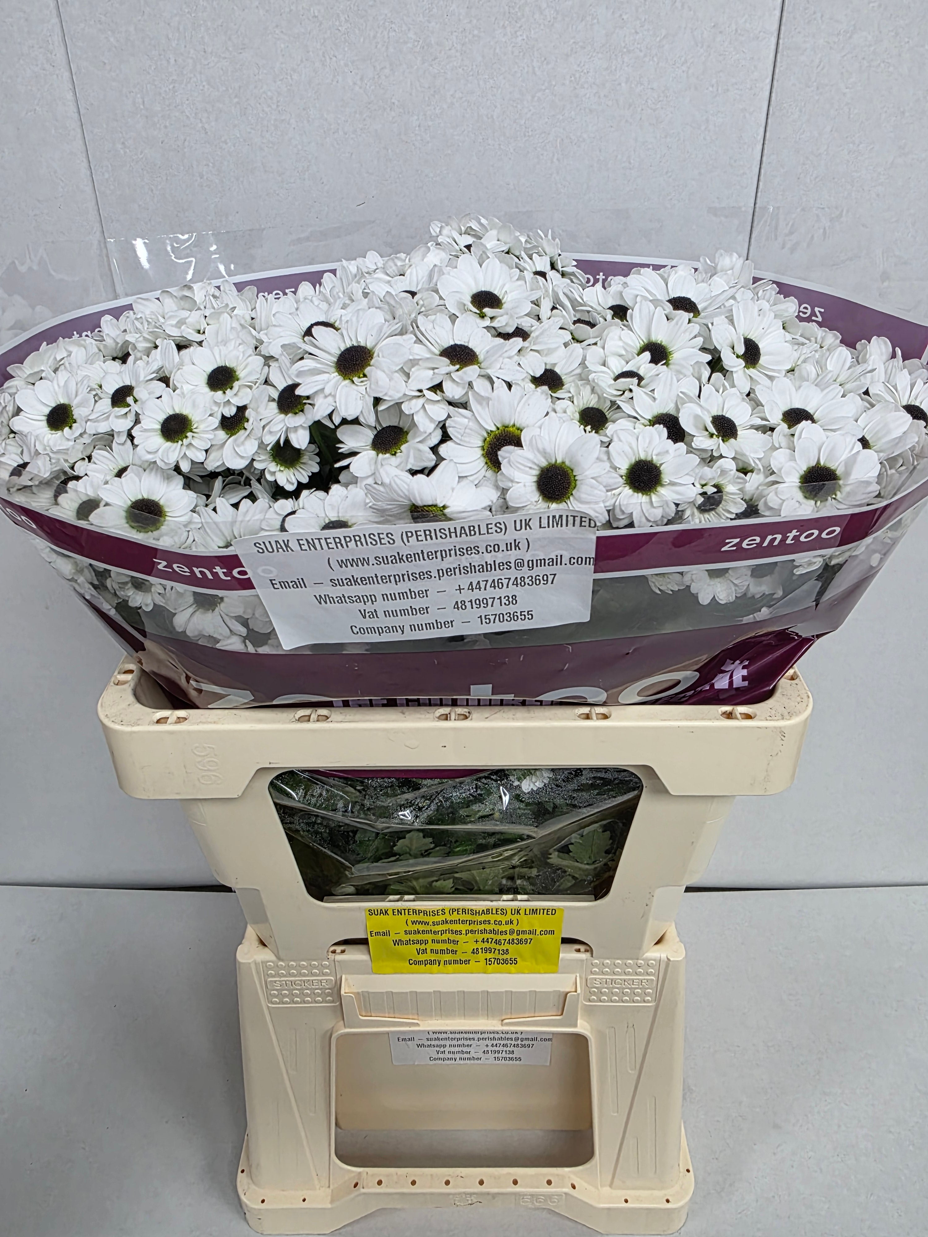Santani Yin Yang(Bunch of 25 stems, Length 50-60cm)