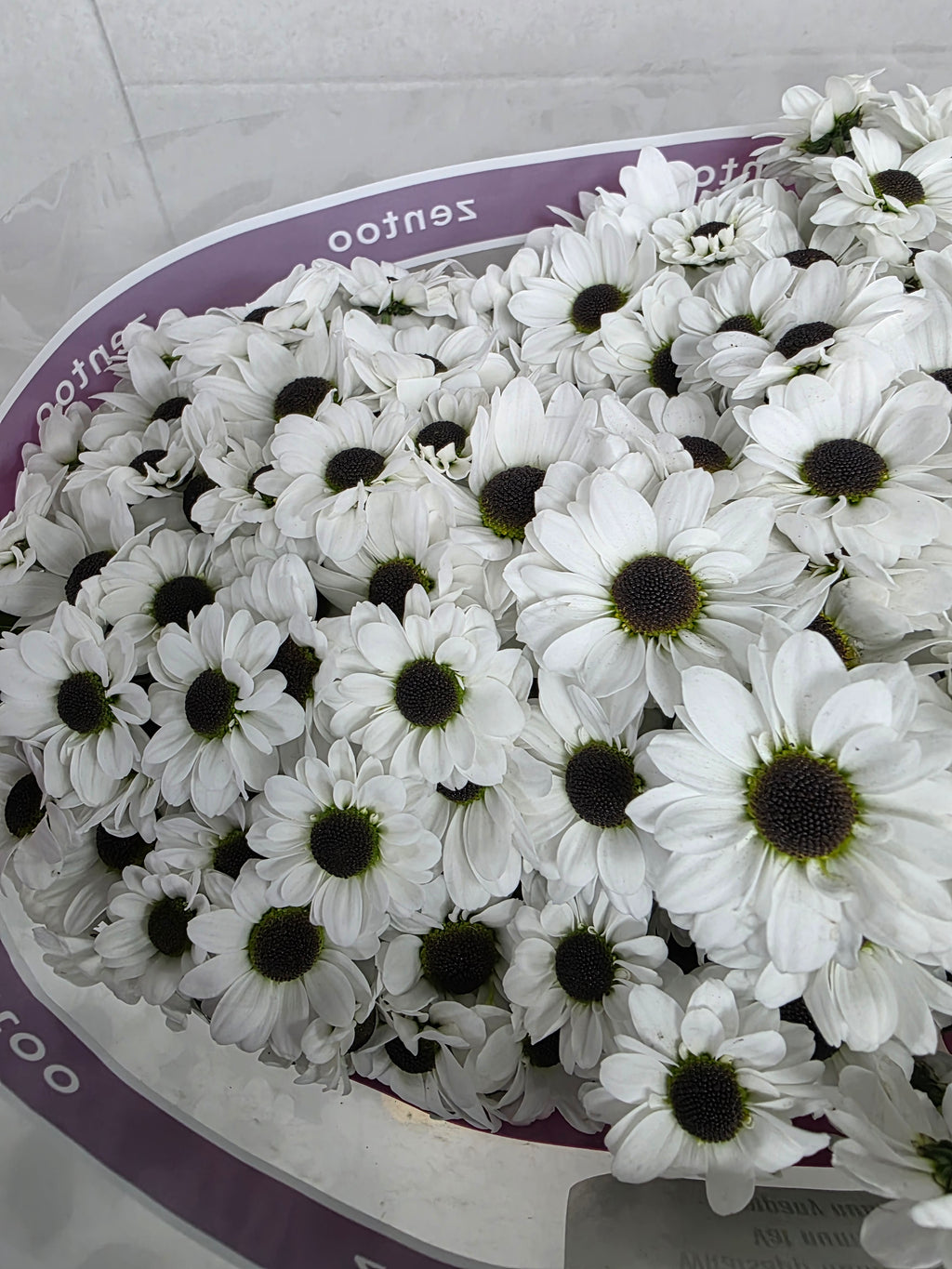 Santani Yin Yang(Bunch of 25 stems, Length 50-60cm)