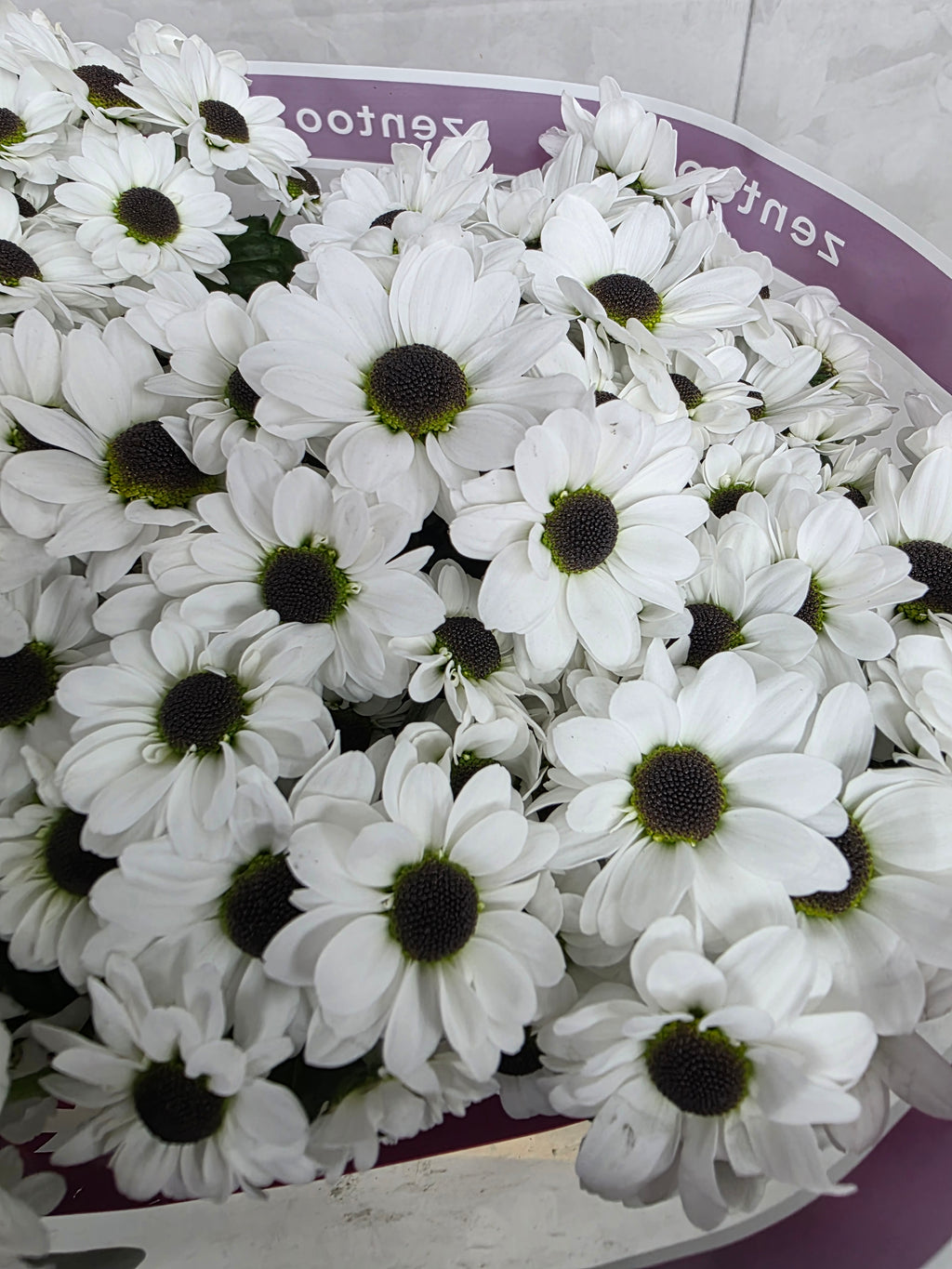 Santani Yin Yang(Bunch of 25 stems, Length 50-60cm)