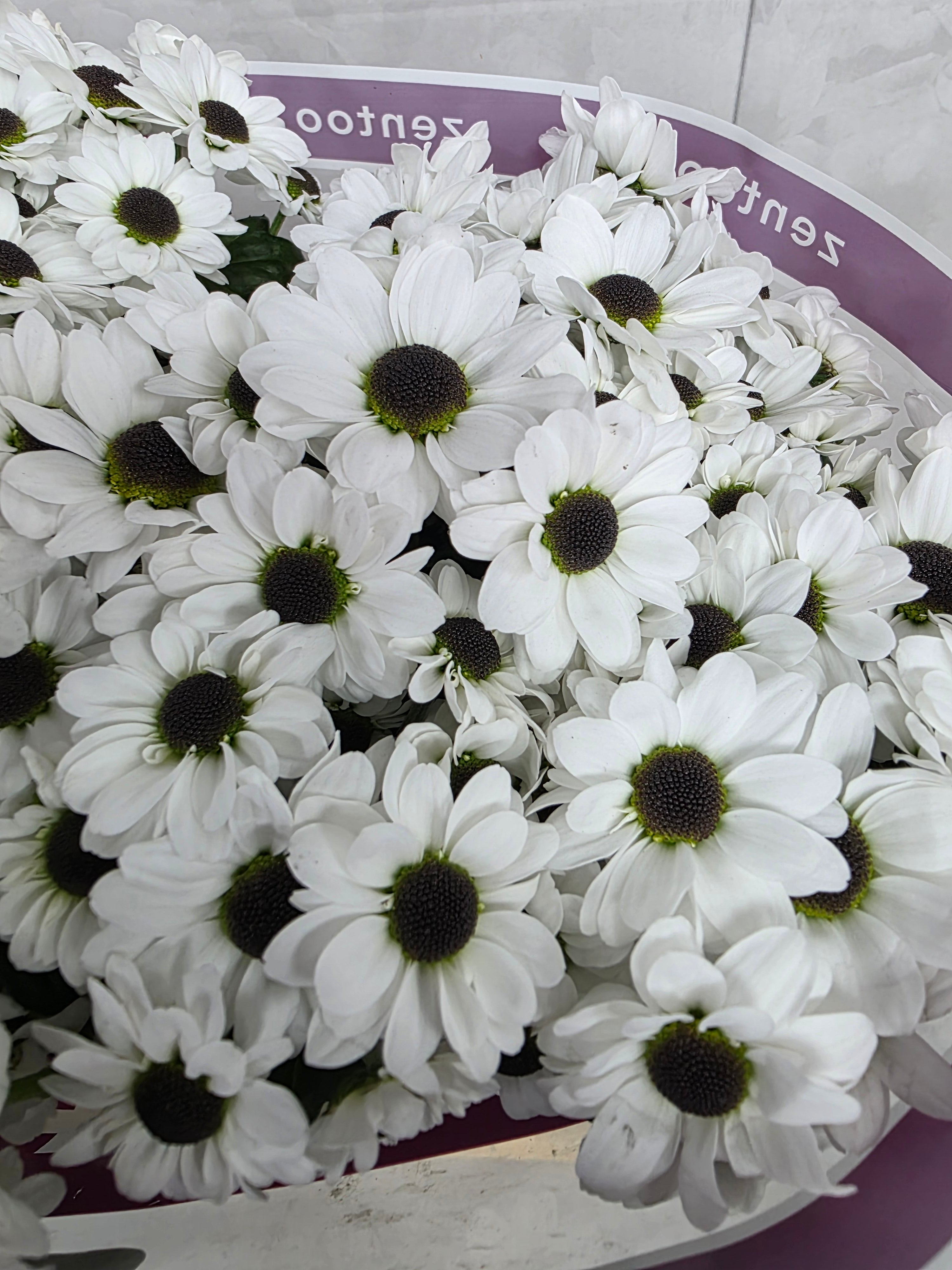 Santani Yin Yang(Bunch of 25 stems, Length 50-60cm)