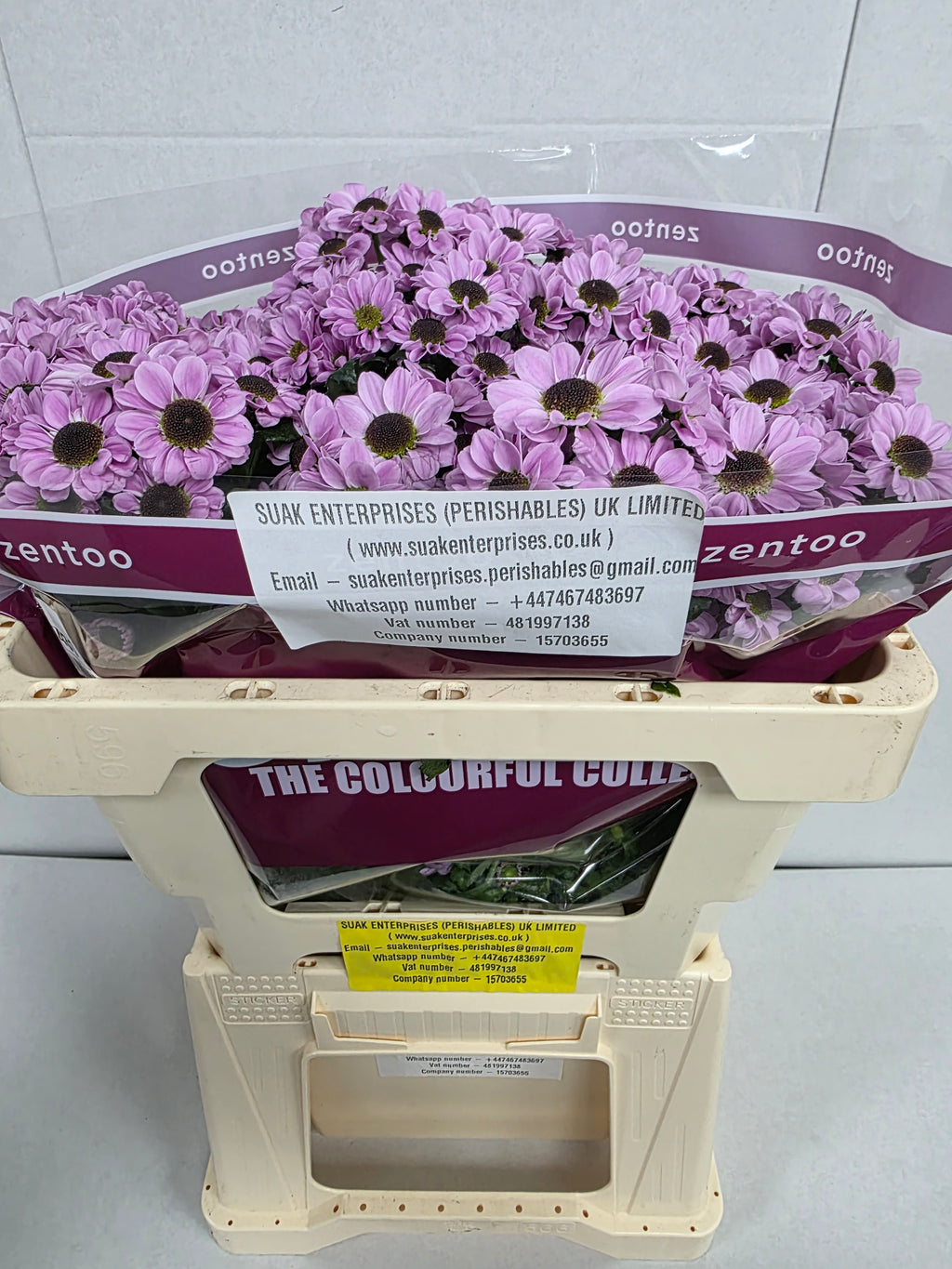 Farm Fresh Santini Yin Yang Pink (Bunch of 25 stems, Length 55cm)