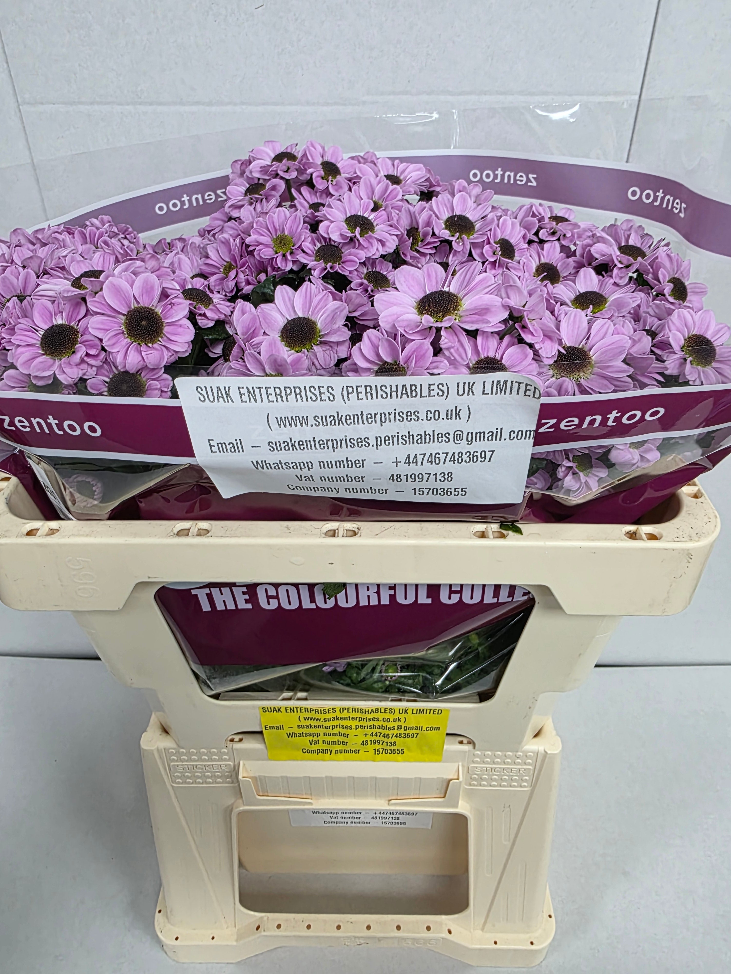 Farm Fresh Santini Yin Yang Pink (Bunch of 25 stems, Length 55cm)