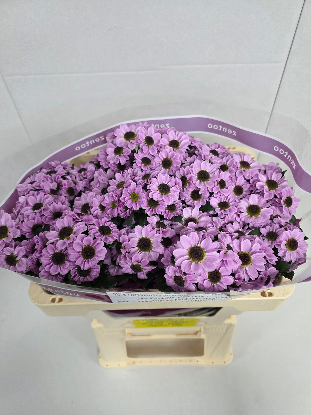 Farm Fresh Santini Yin Yang Pink (Bunch of 25 stems, Length 55cm)