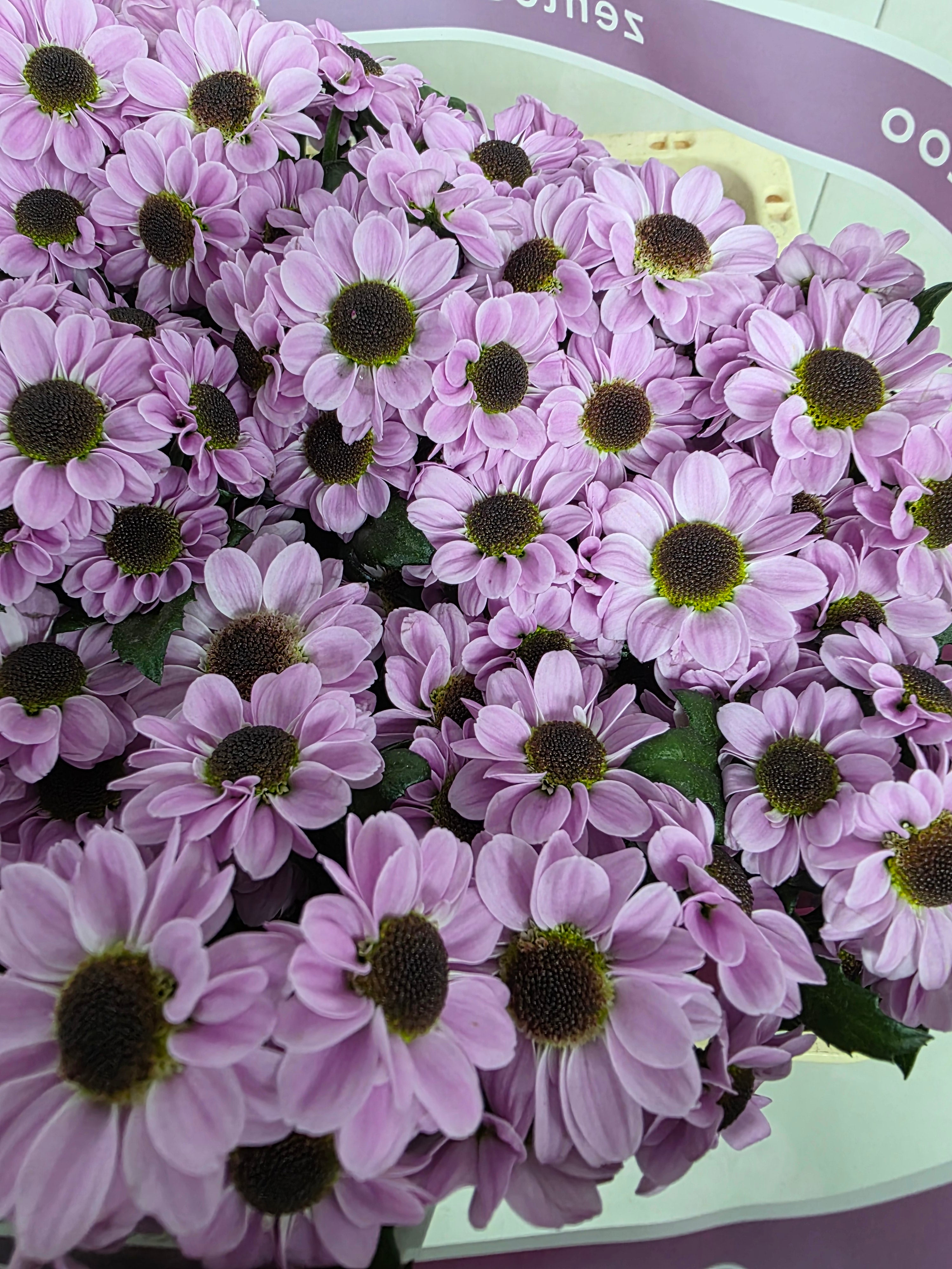 Farm Fresh Santini Yin Yang Pink (Bunch of 25 stems, Length 55cm)