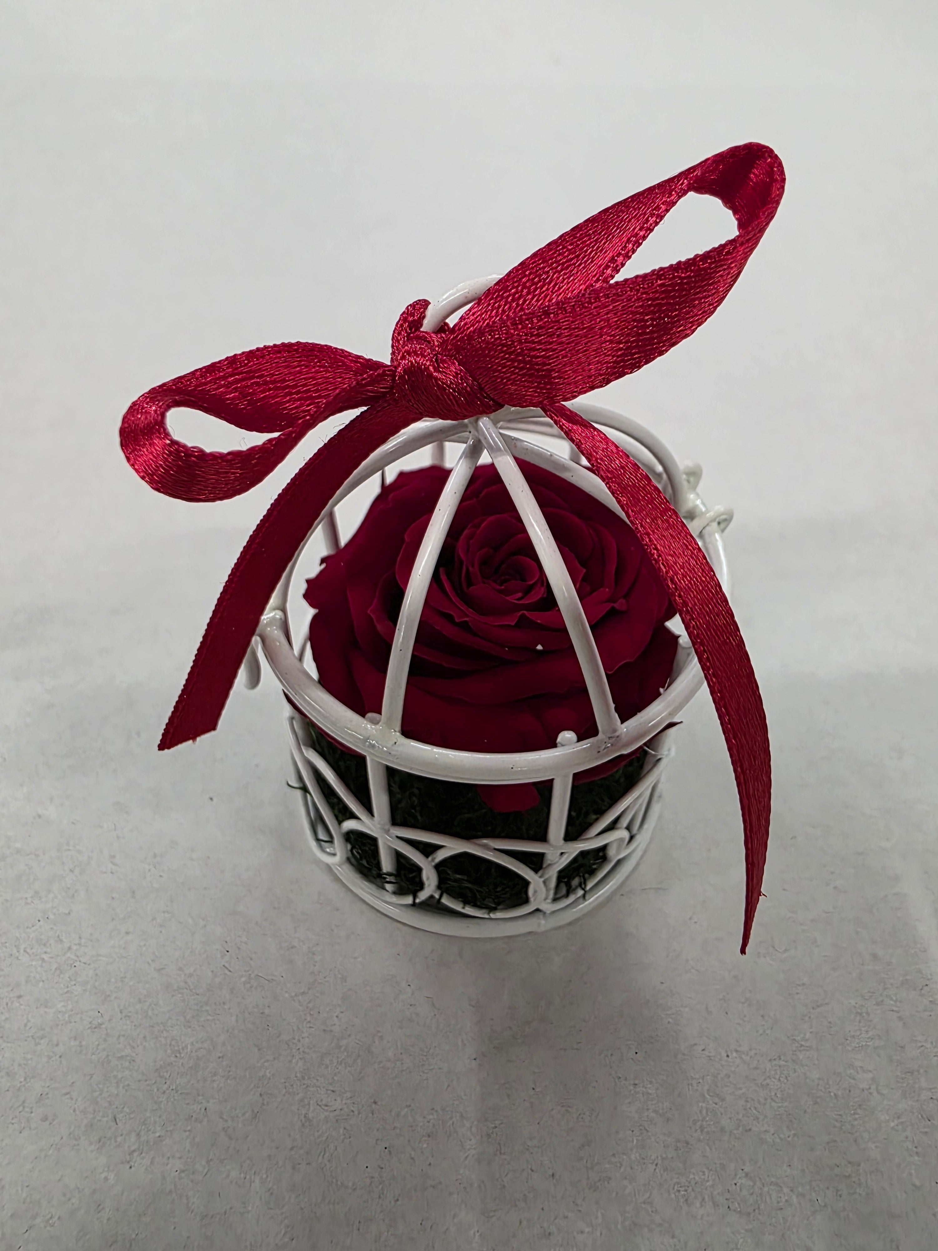 Artificial Preserved Rosa Birdie Red 01