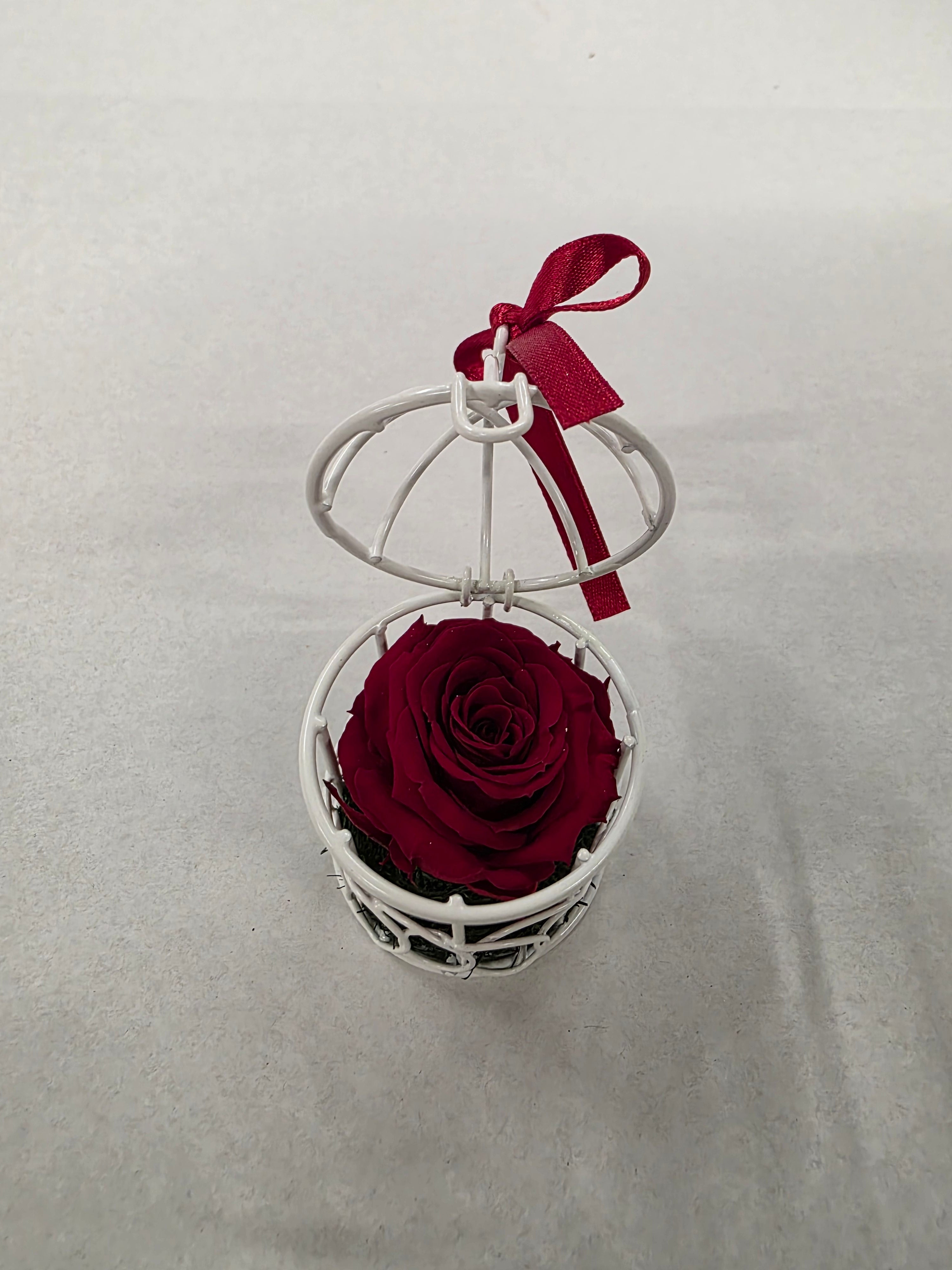 Artificial Preserved Rosa Birdie Red 01