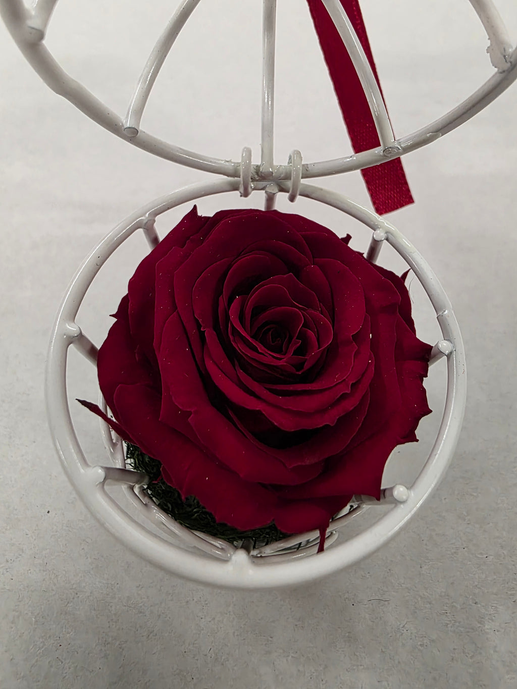 Artificial Preserved Rosa Birdie Red 01