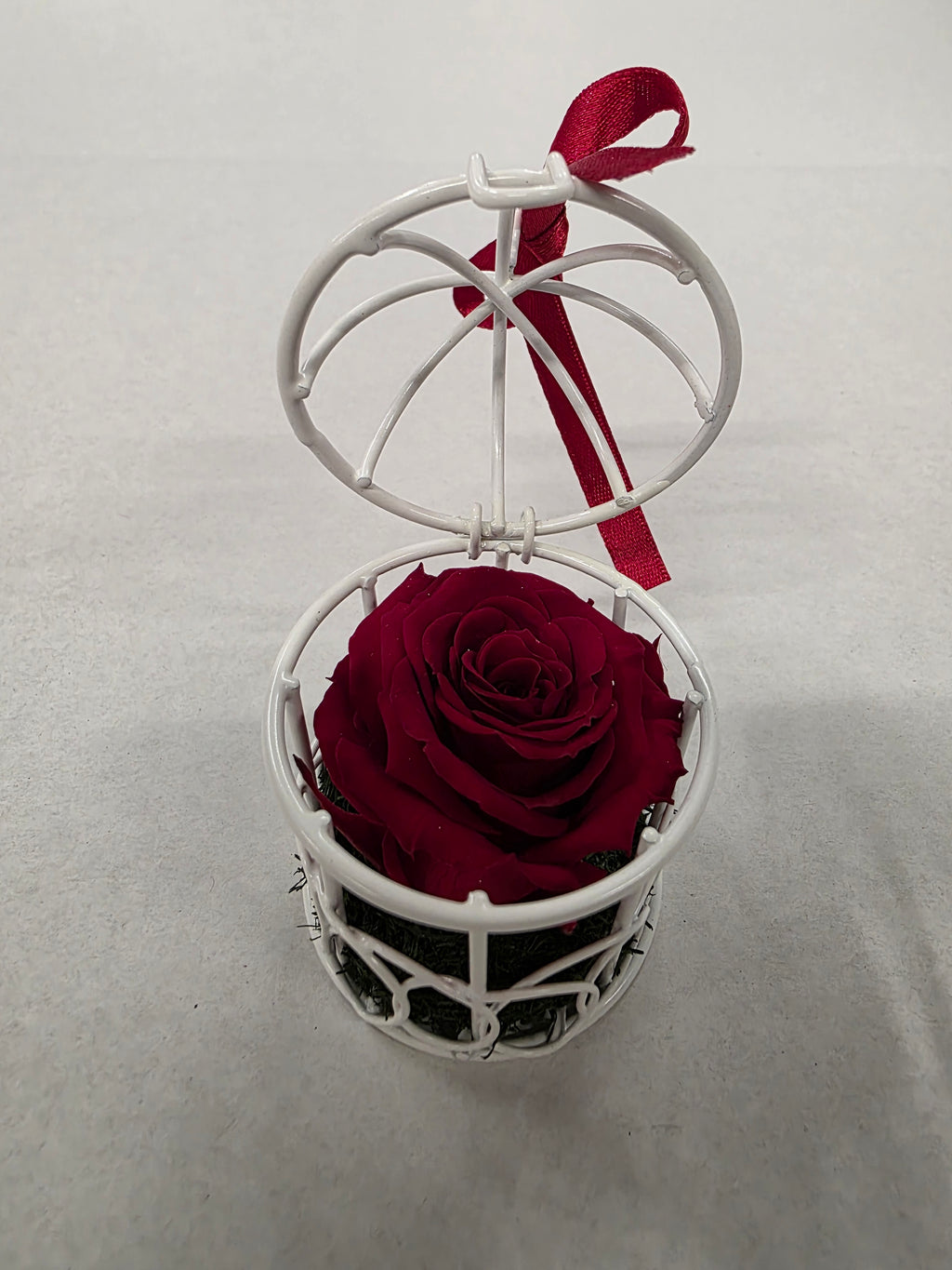 Artificial Preserved Rosa Birdie Red 01
