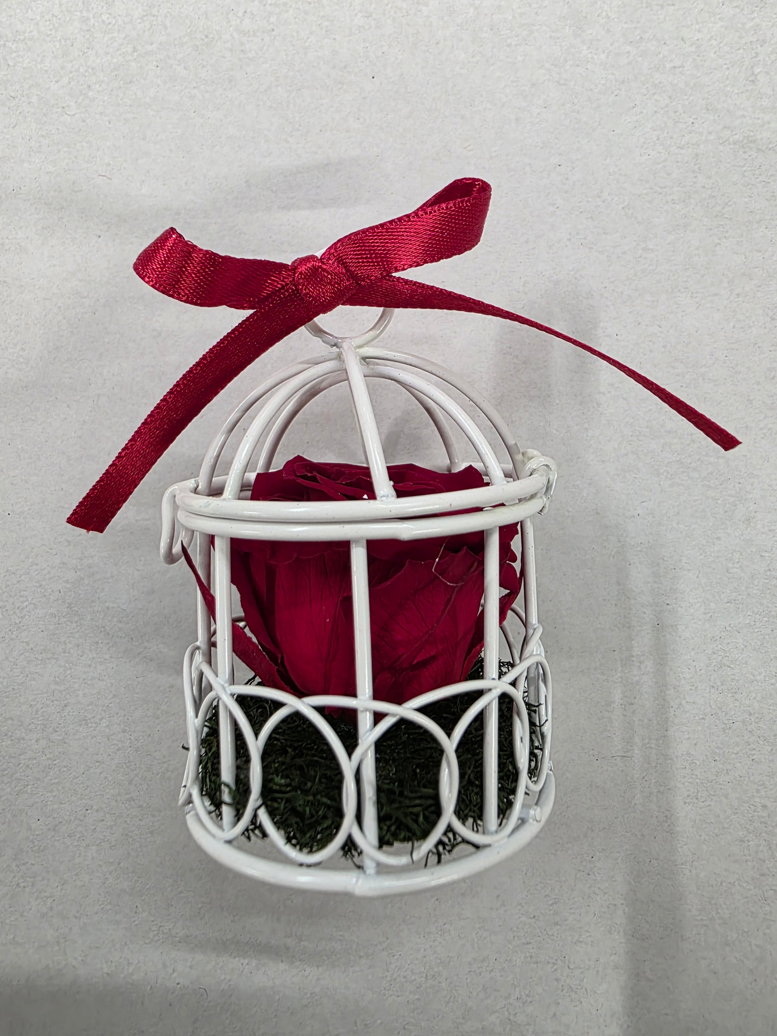 Artificial Preserved Rosa Birdie Red 01