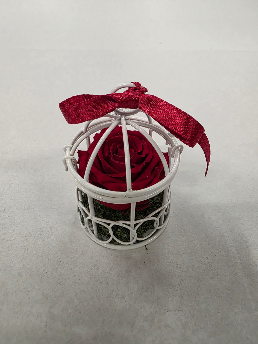 Artificial Preserved Rosa Birdie Red 02