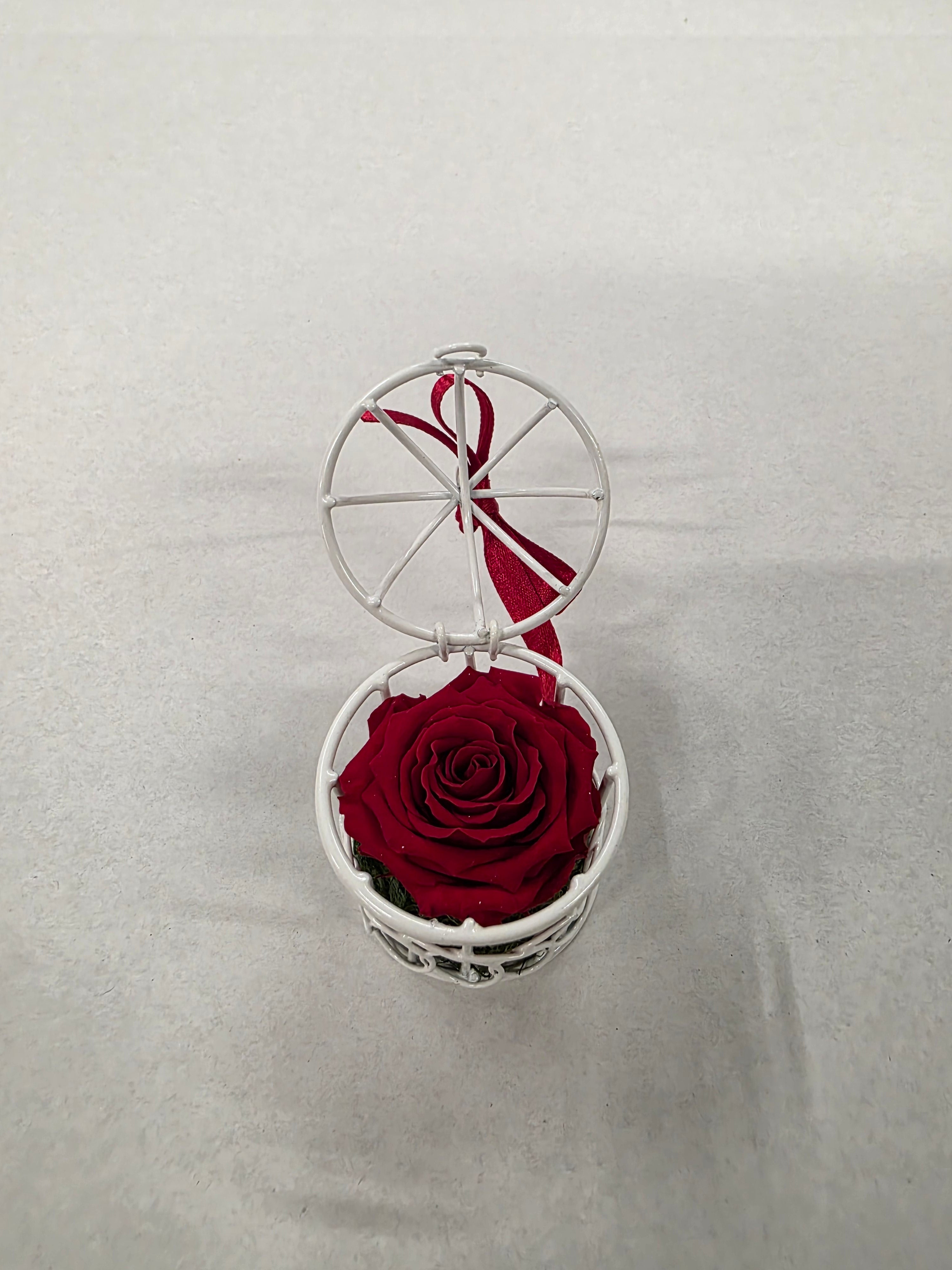Artificial Preserved Rosa Birdie Red 02