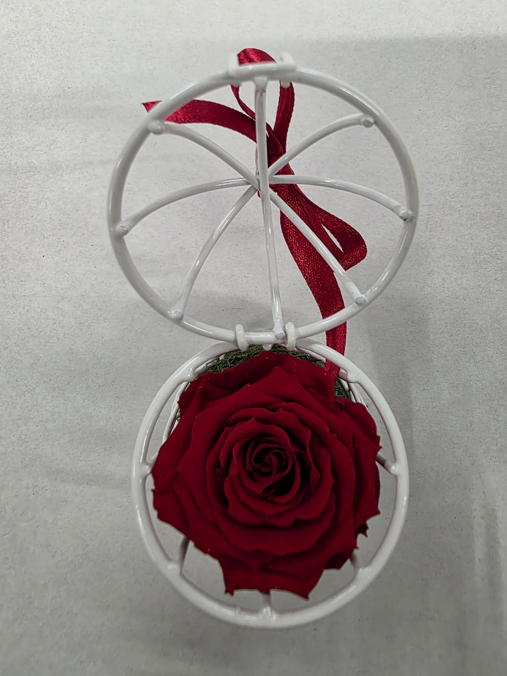 Artificial Preserved Rosa Birdie Red 02