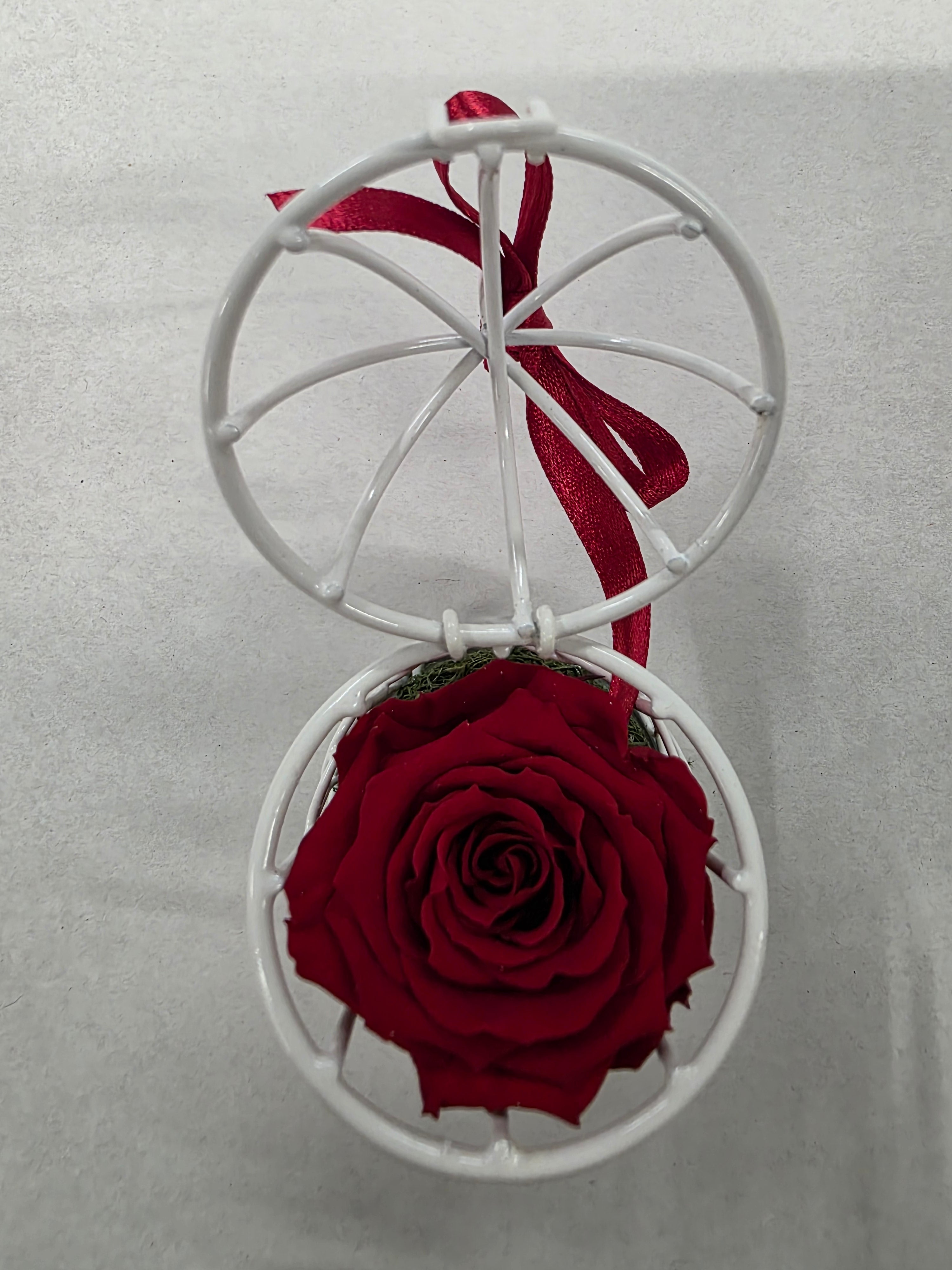 Artificial Preserved Rosa Birdie Red 02