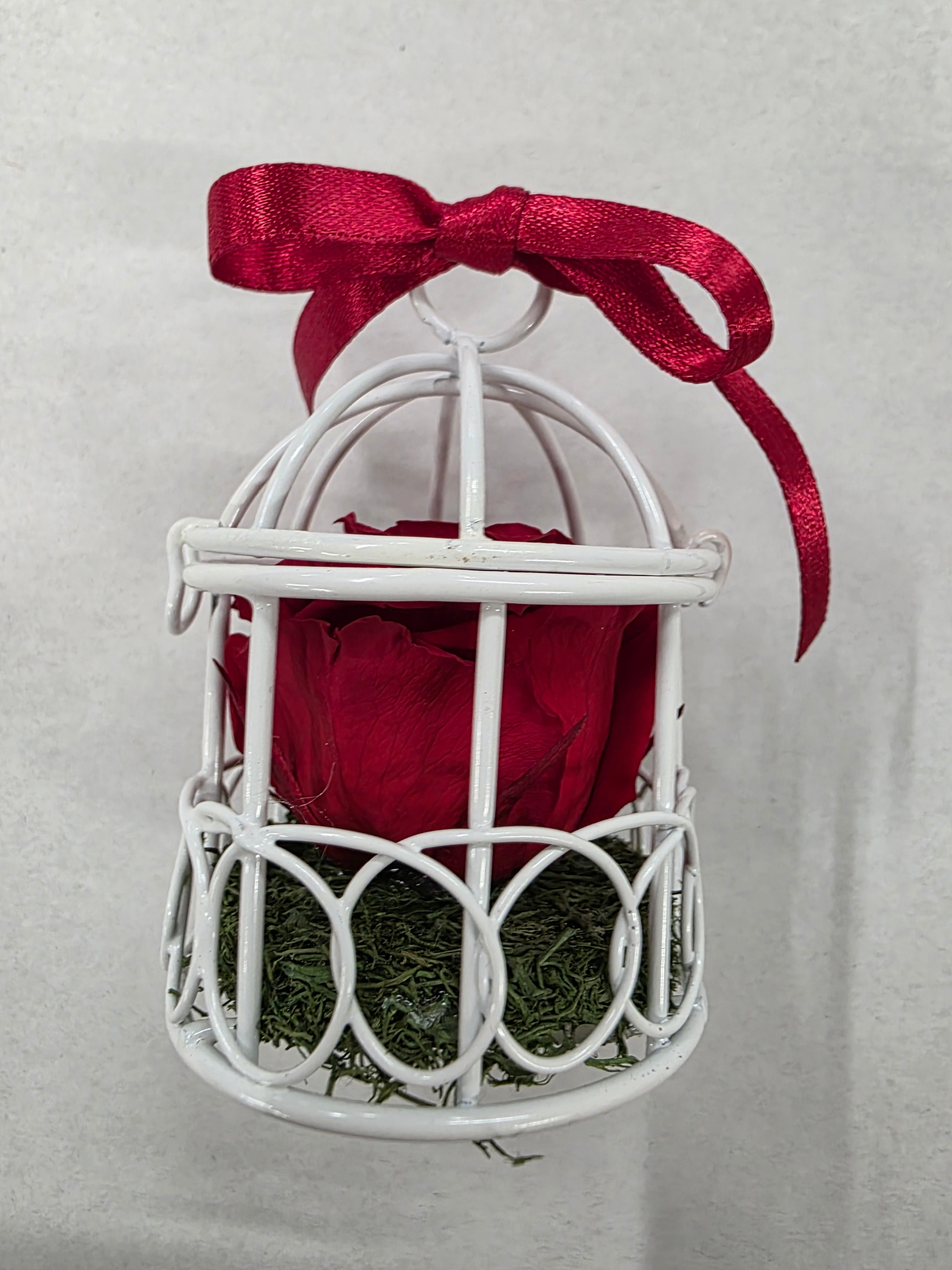 Artificial Preserved Rosa Birdie Red 02
