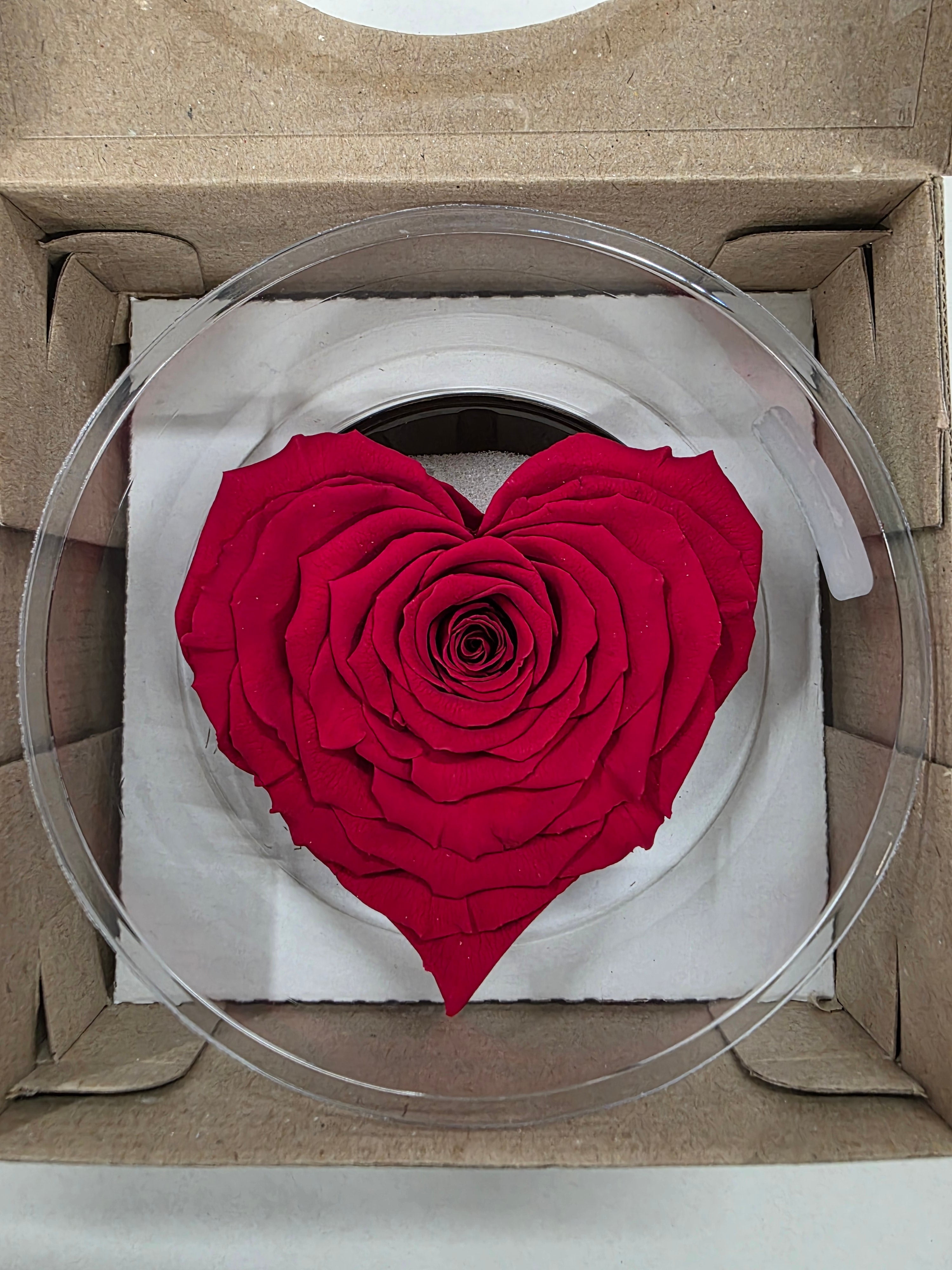 Artificial Preserved Rosa Heart Xxl Red 02