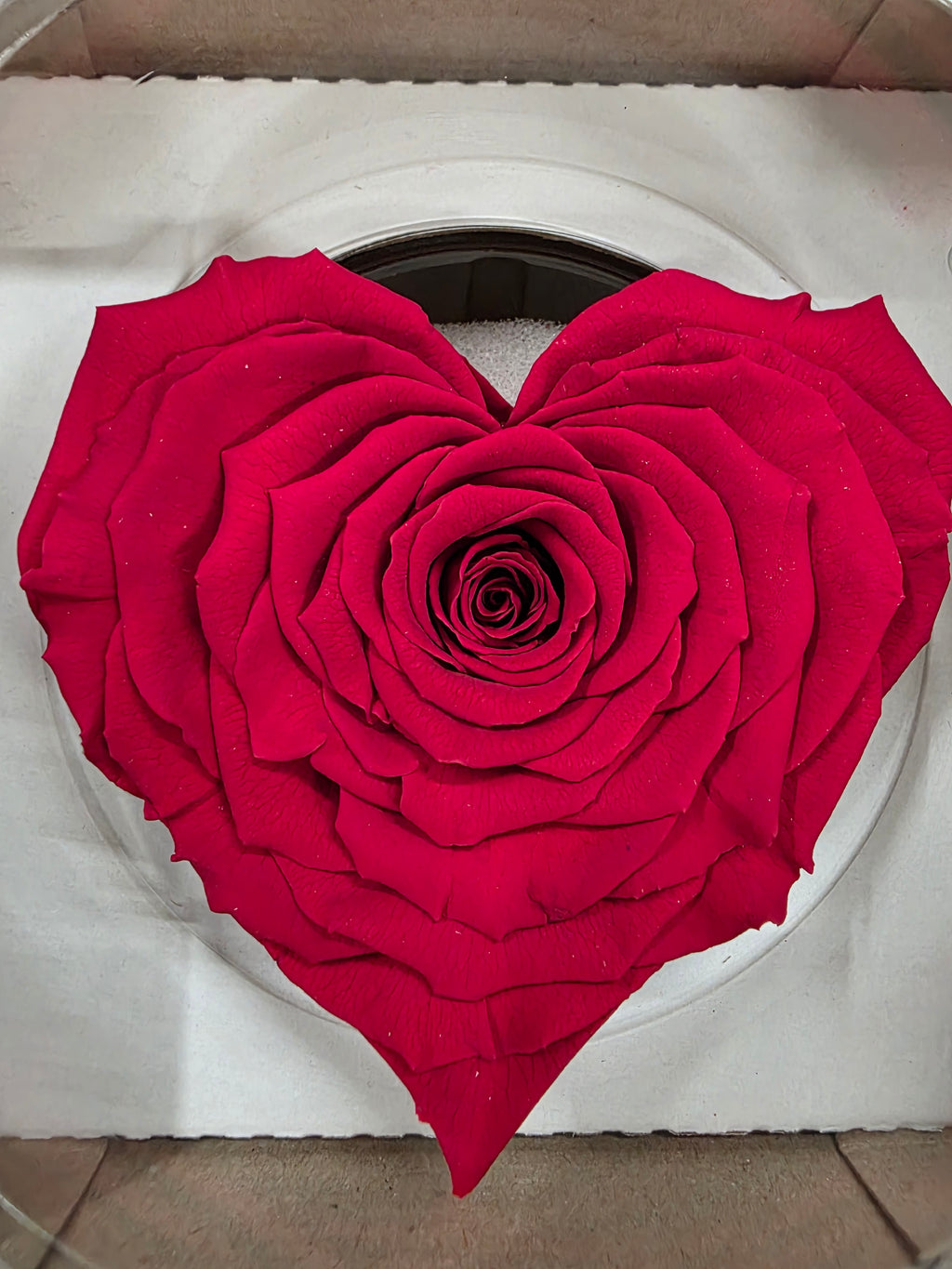 Artificial Preserved Rosa Heart Xxl Red 02