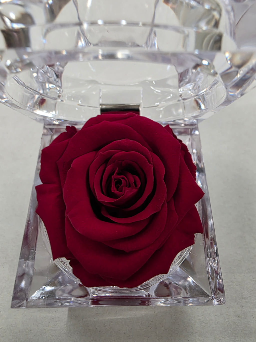 Artificial Preserved Rosa Jewel Box Red 01