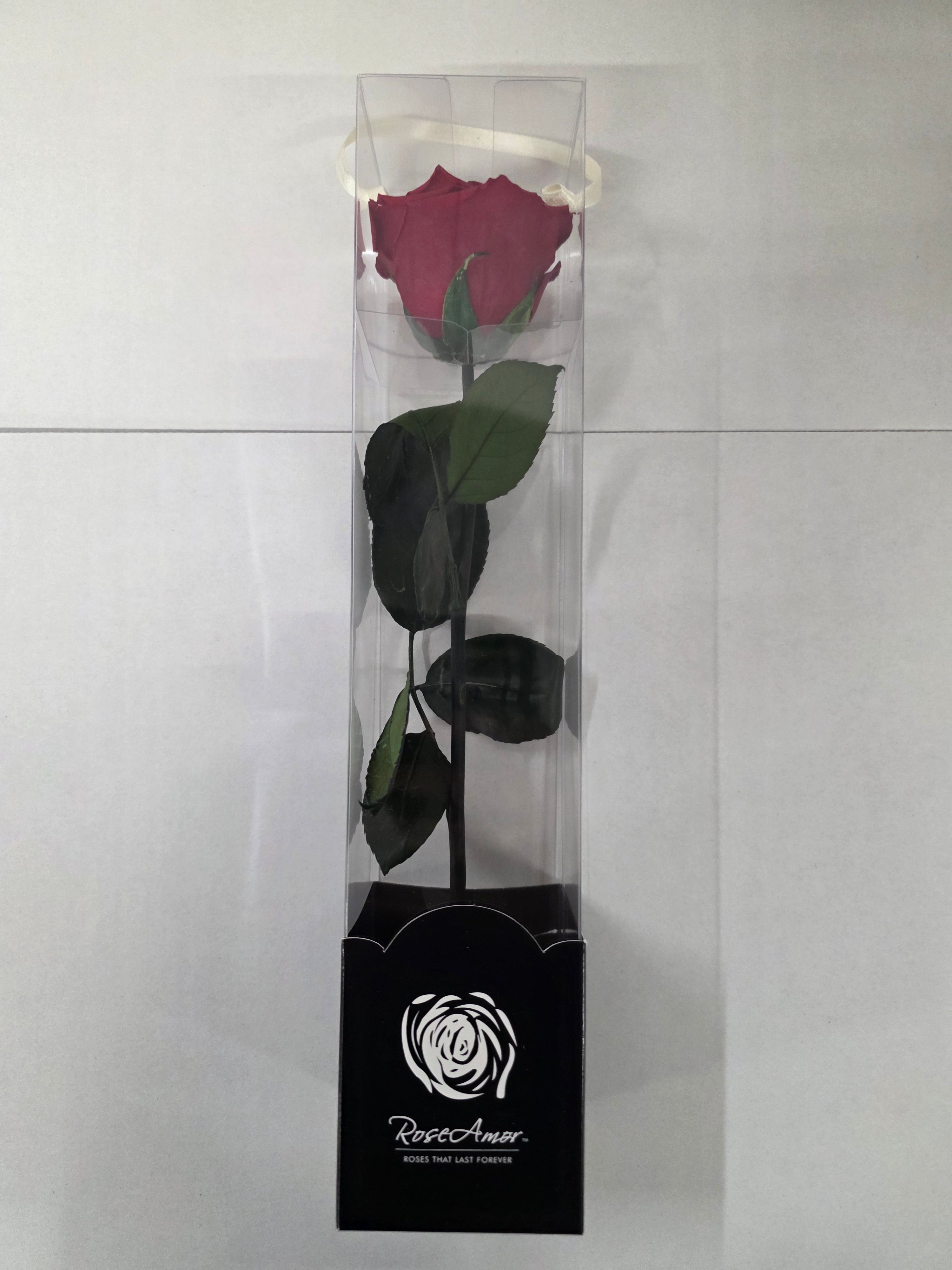 Preserved Rosa With Stem Red 01 30cm