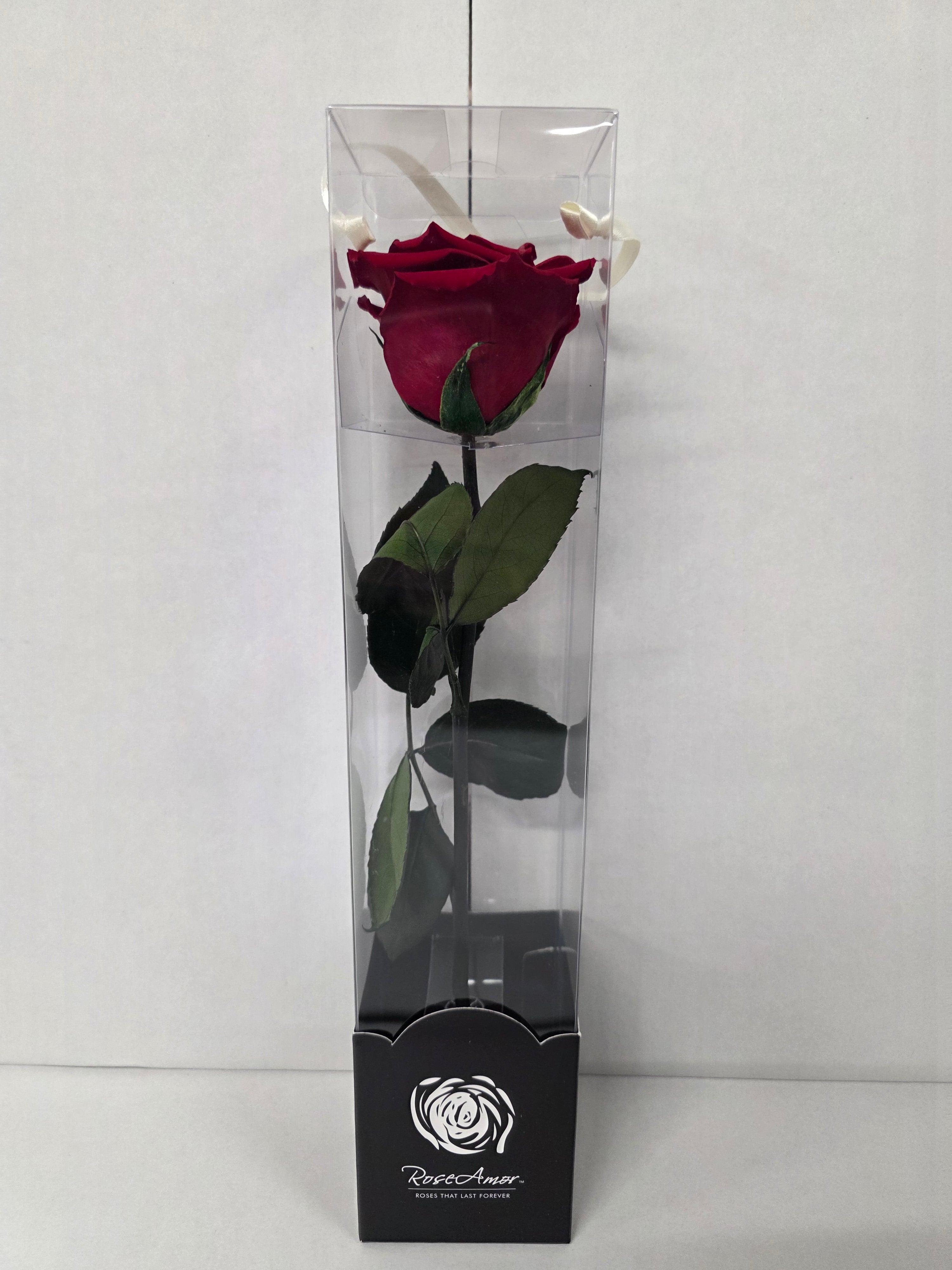 Preserved Rosa With Stem Red 02 30cm