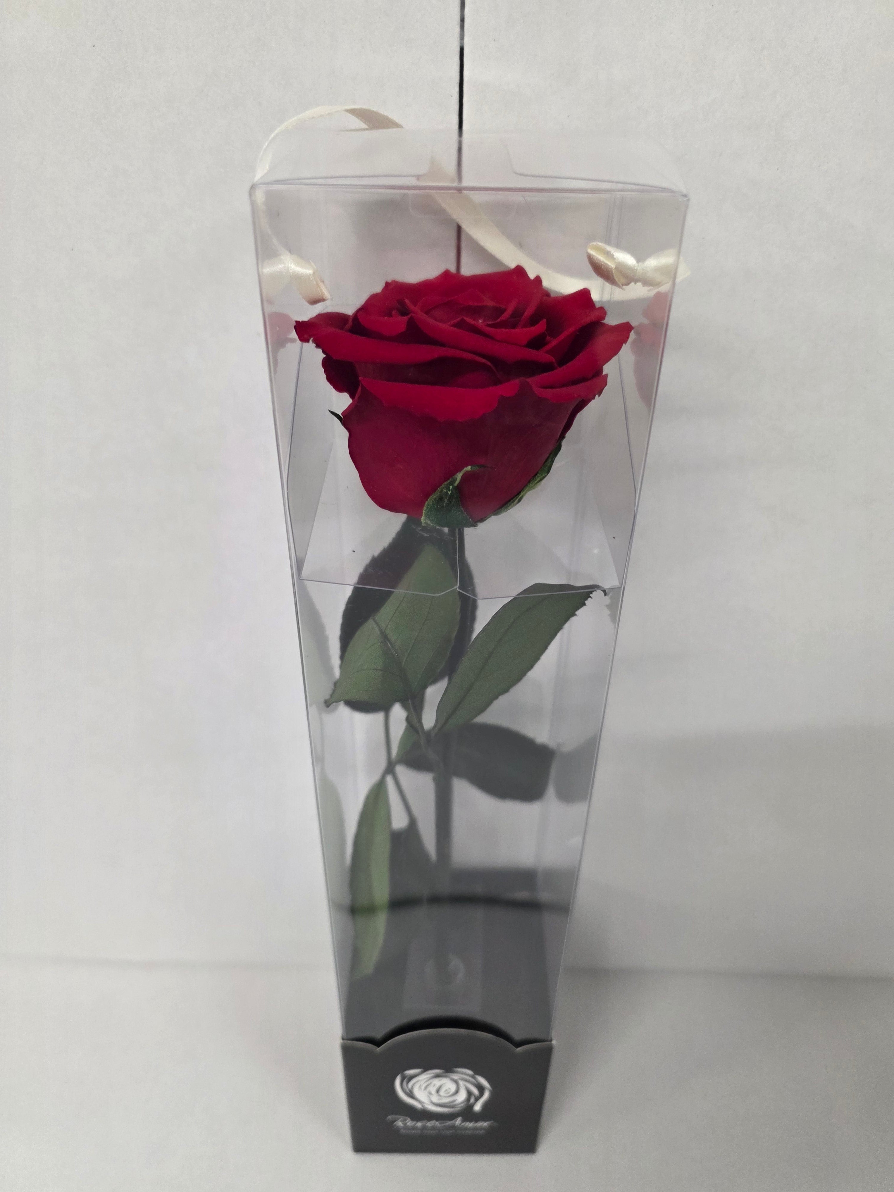 Preserved Rosa With Stem Red 01 30cm