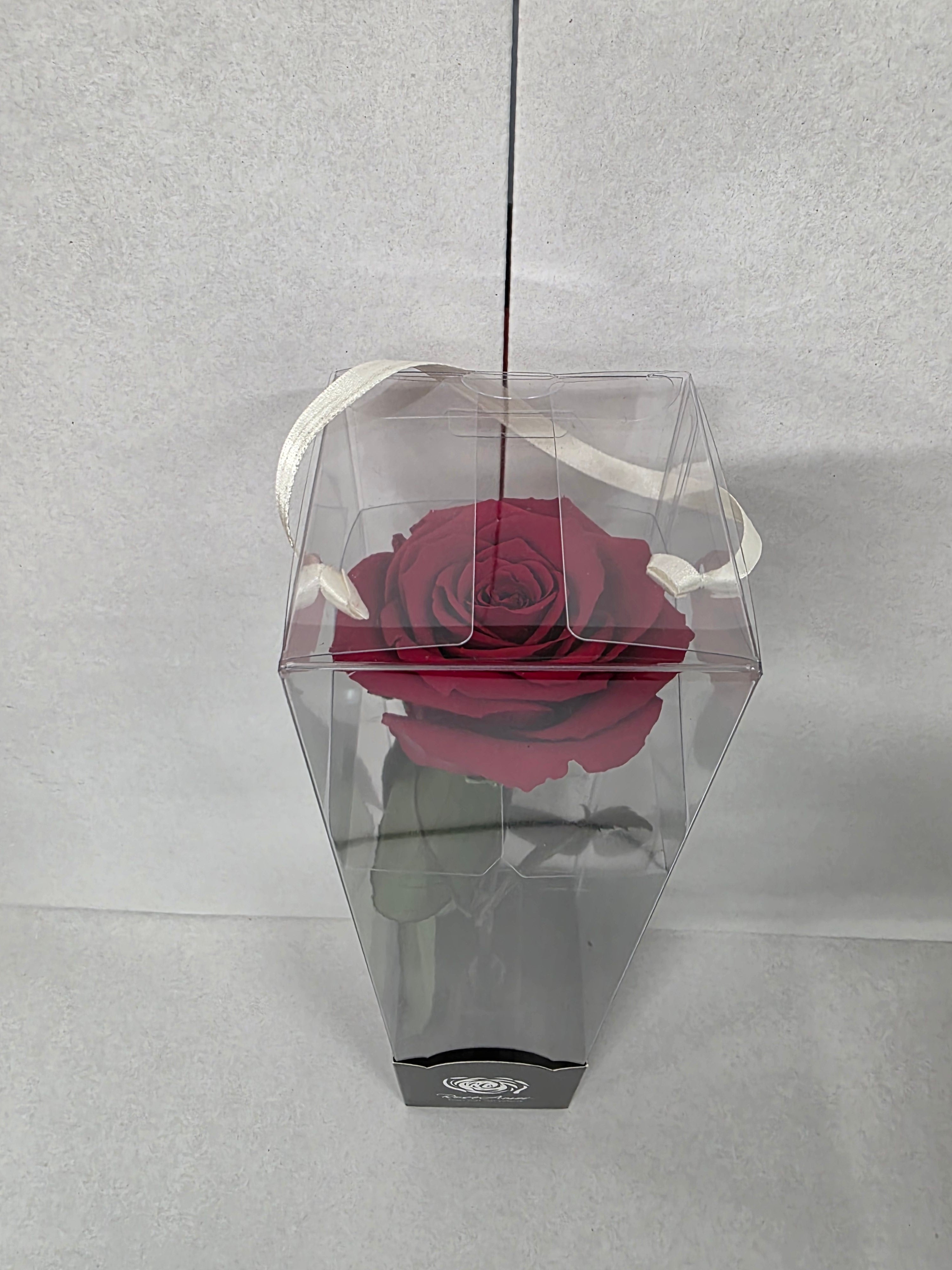 Preserved Rosa With Stem Red 01 30cm