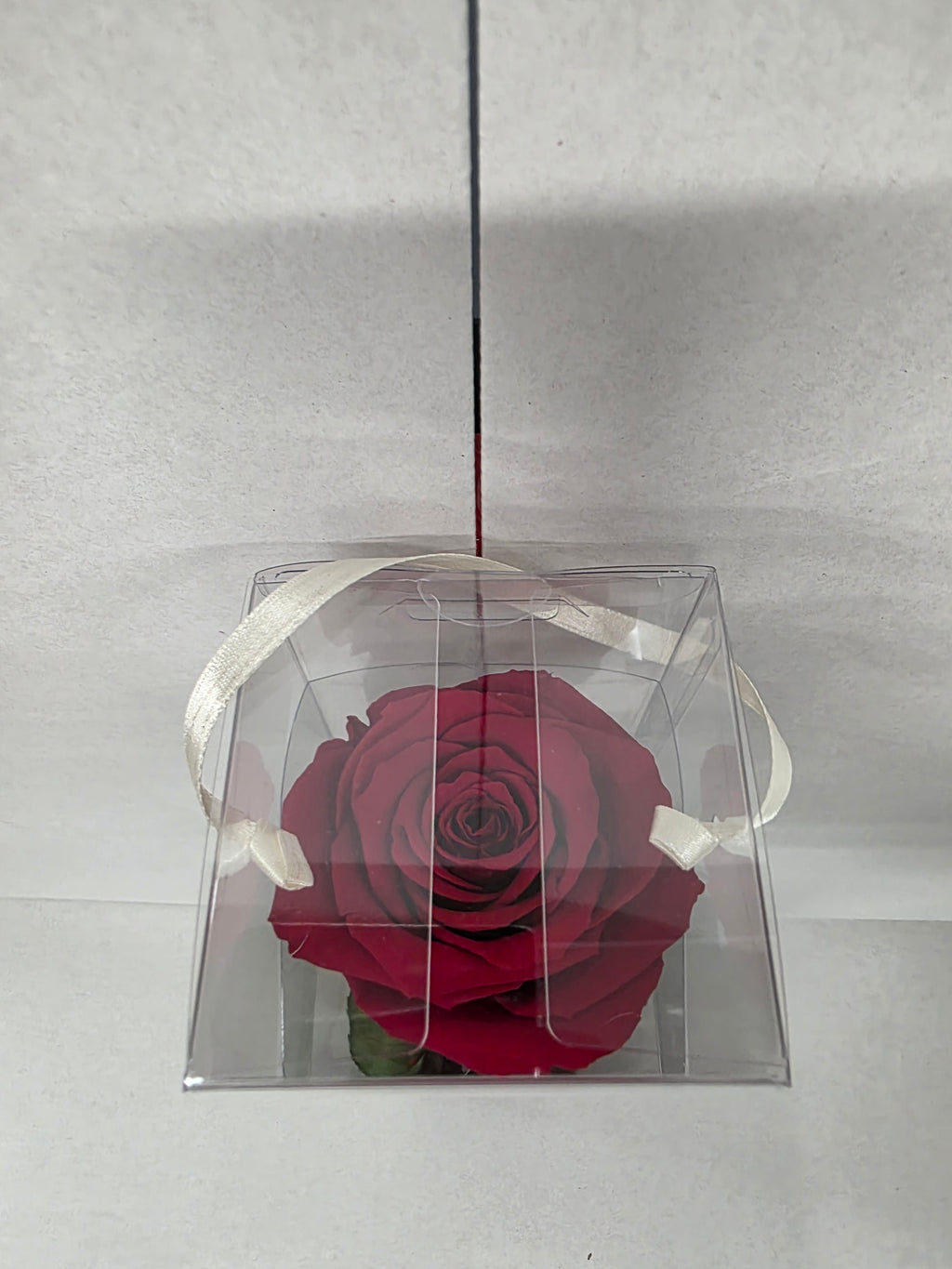Preserved Rosa With Stem Red 01 30cm
