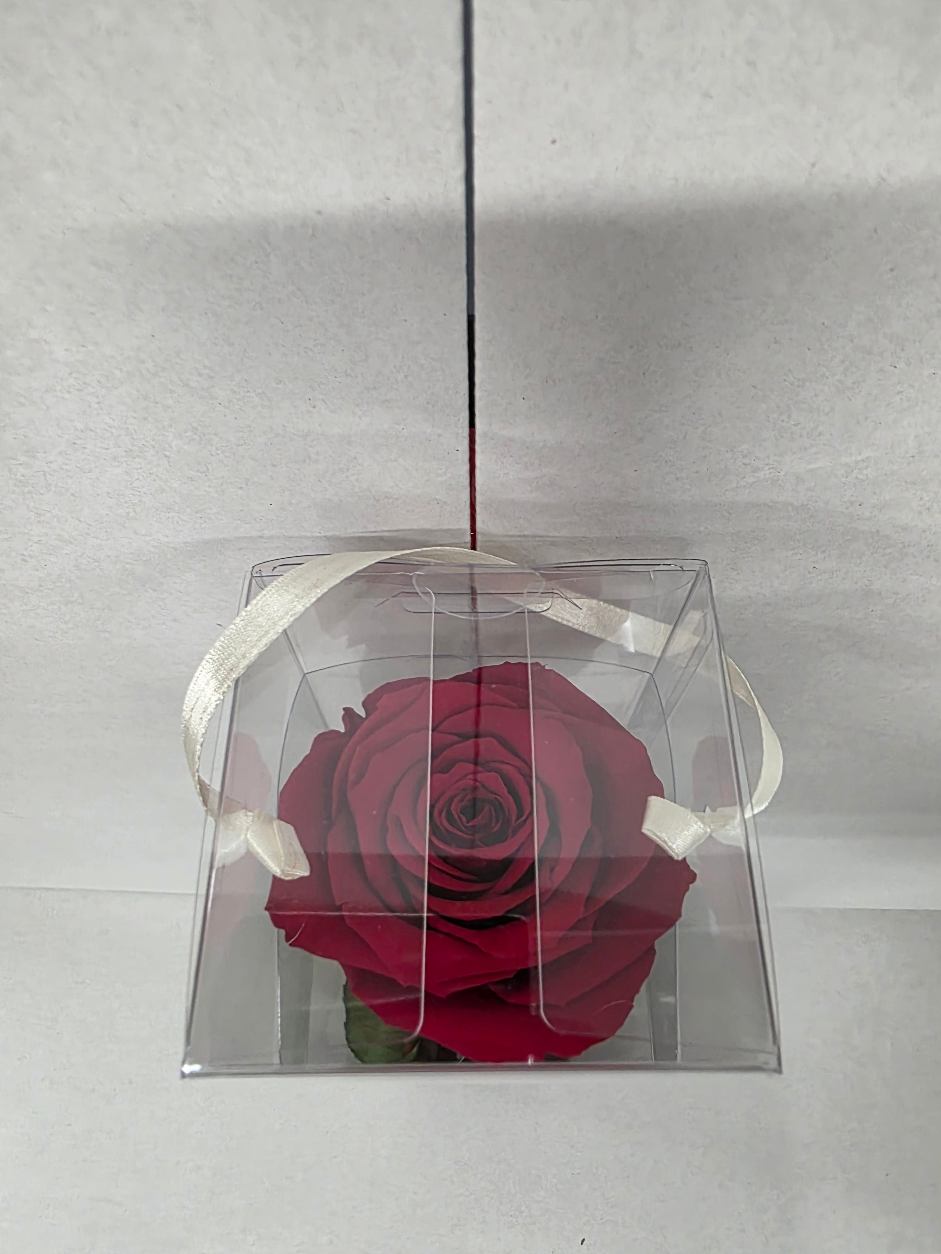 Preserved Rosa With Stem Red 02 30cm