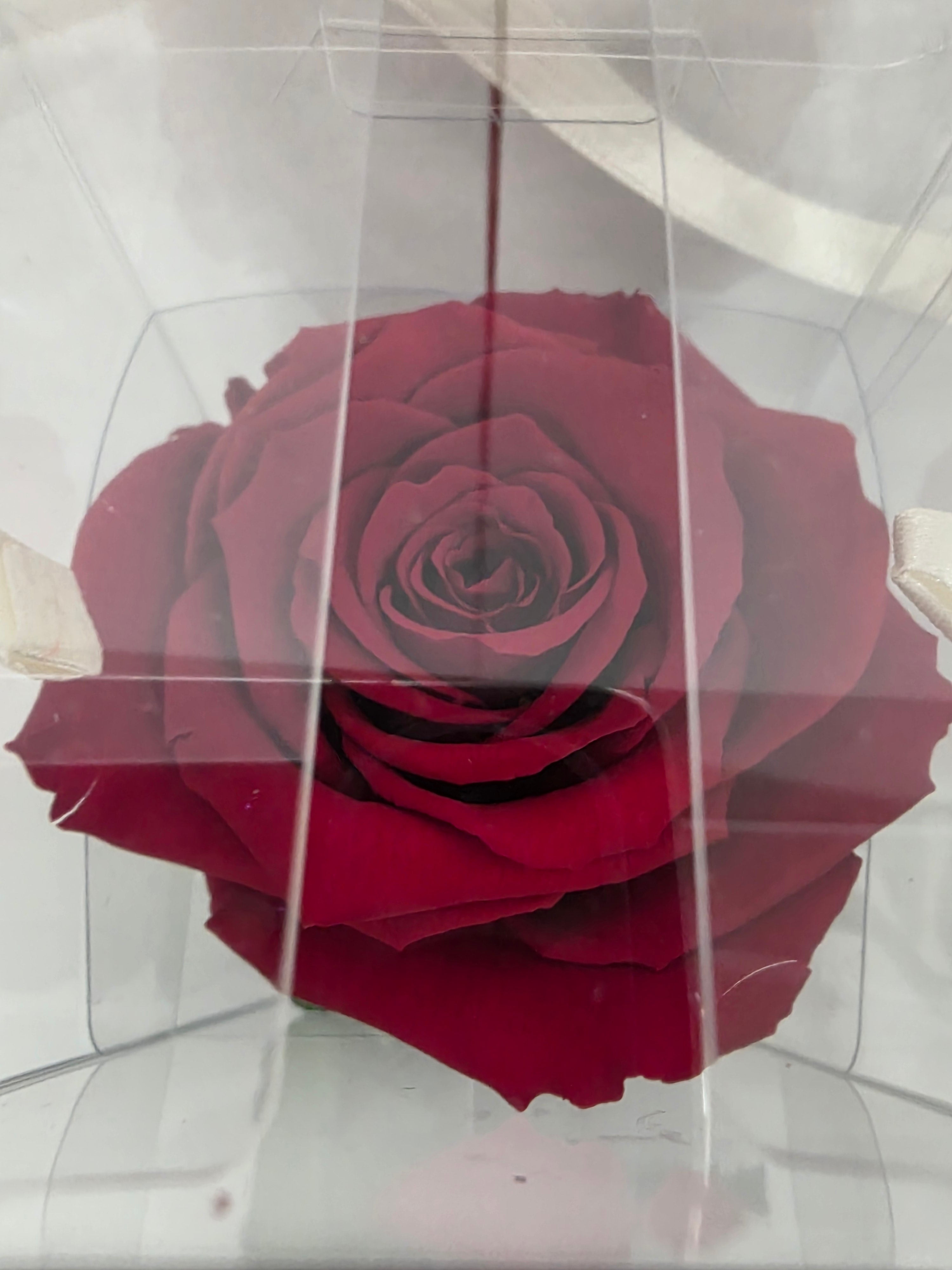 Preserved Rosa With Stem Red 01 30cm