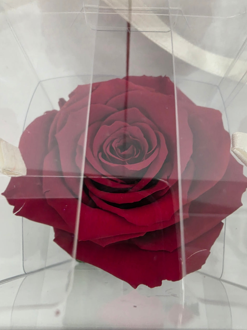 Preserved Rosa With Stem Red 02 30cm