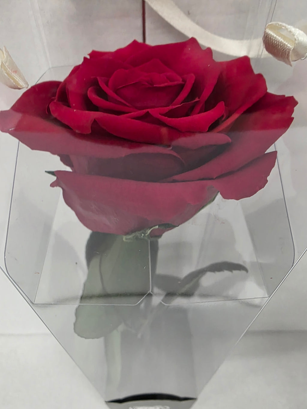 Preserved Rosa With Stem Red 02 30cm